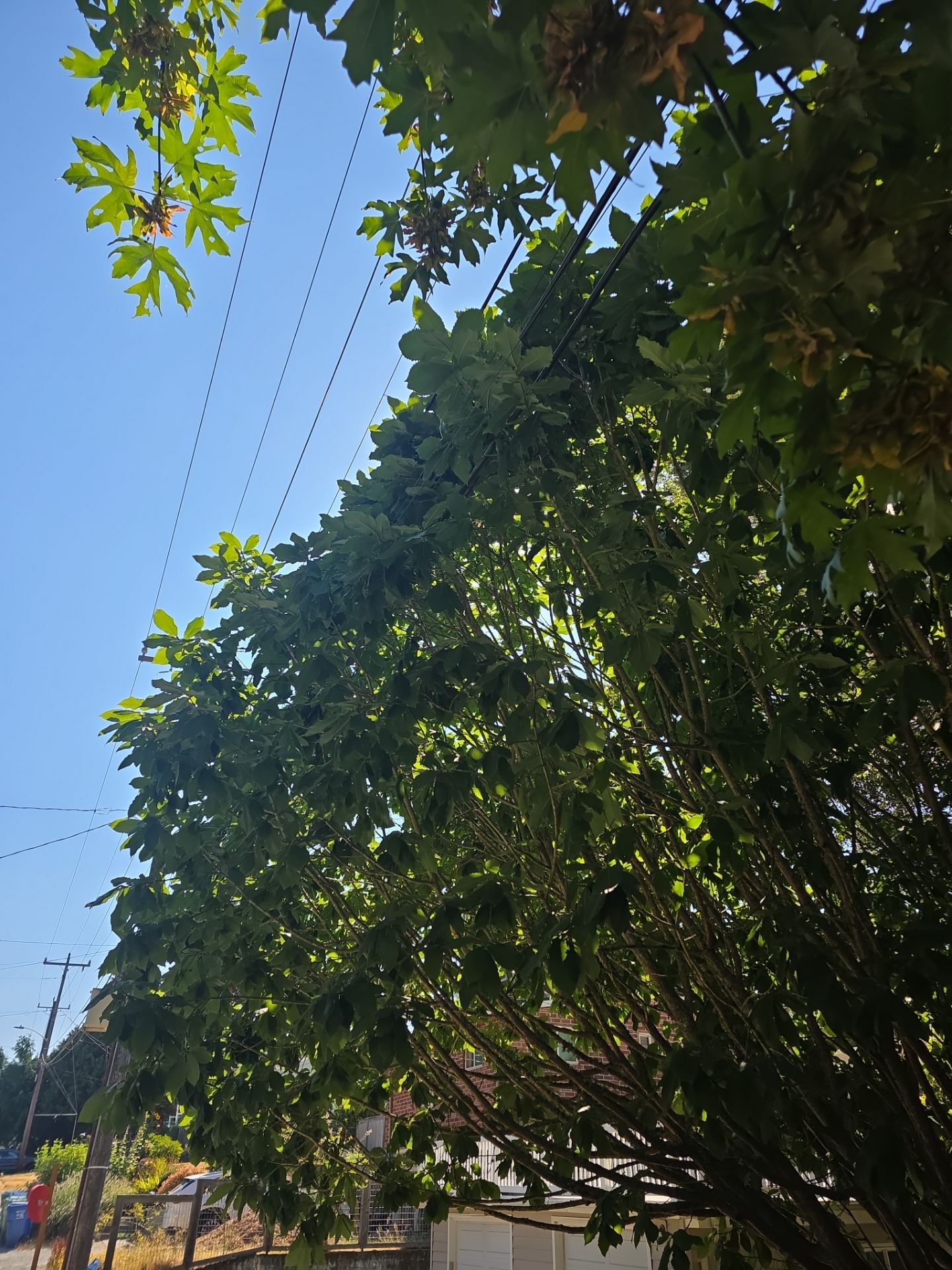 Seattle Tree Trimming for Utility and Communication Line Clearance by Sound Tree Care LLC