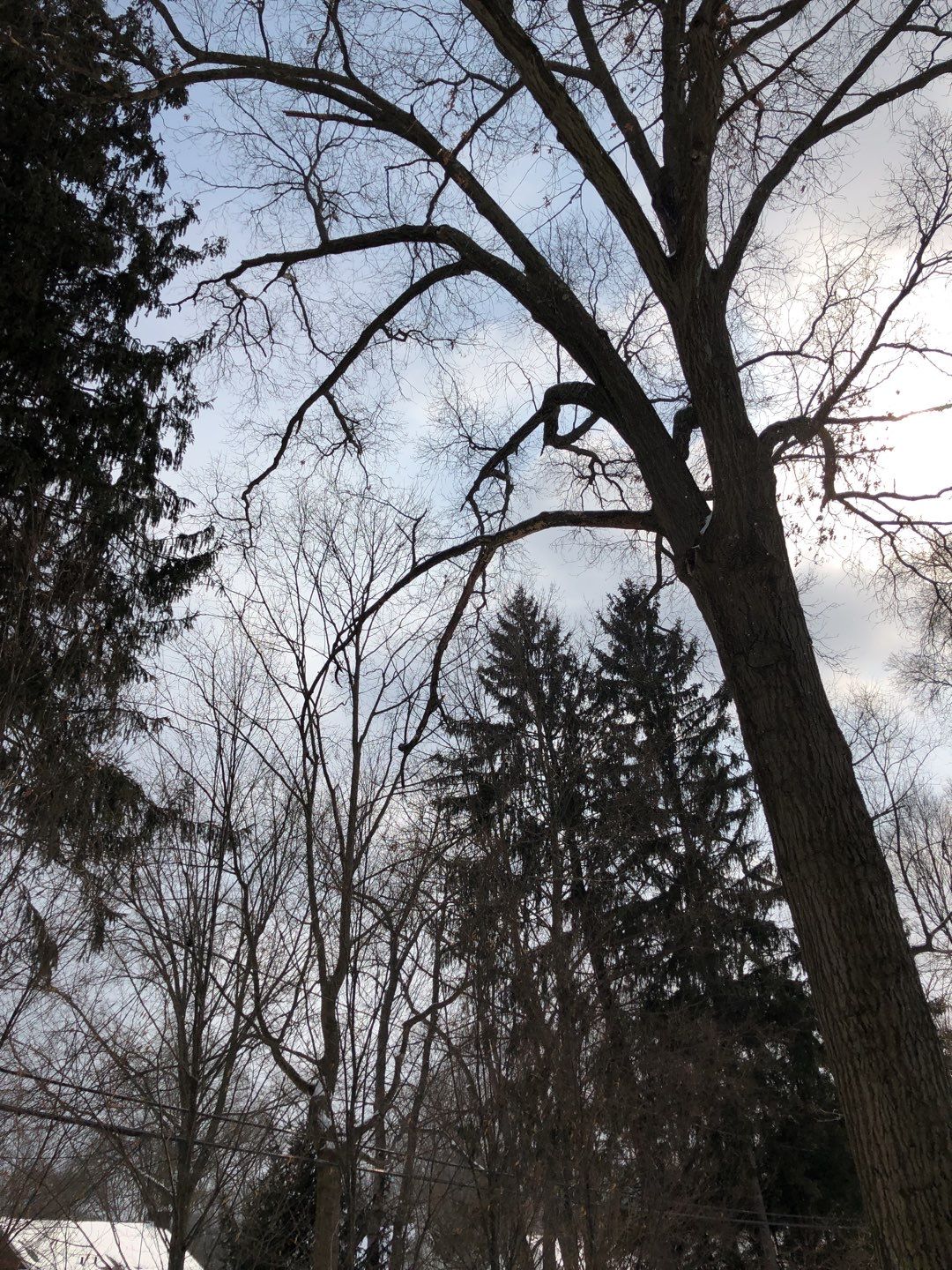 Firewood Delivery  using Seasoned Firewood by Mike Jones & Sons Tree Service LLC 