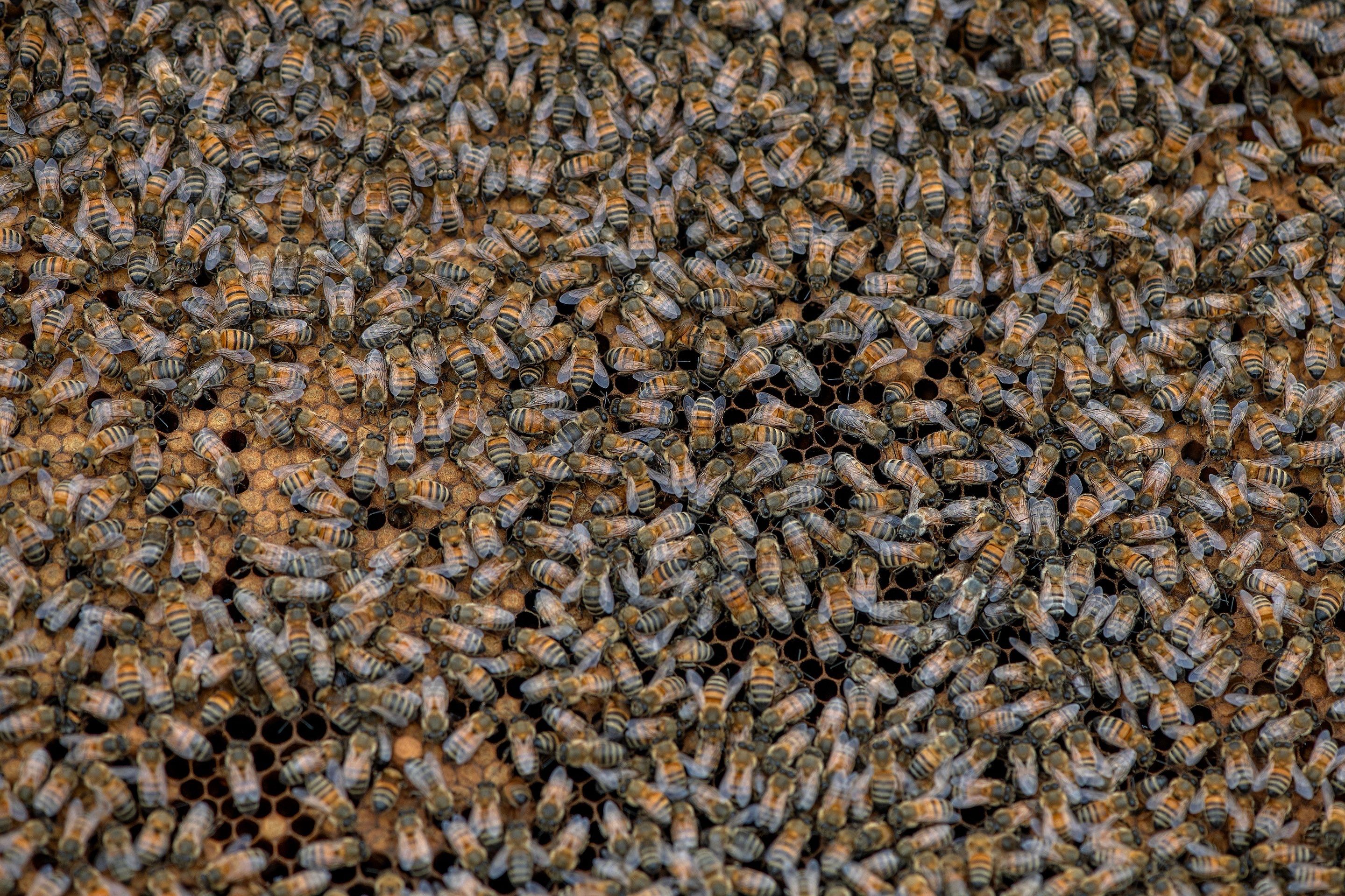 Urban Beekeeping in Dallas by Rockwall Honey Bee Company
