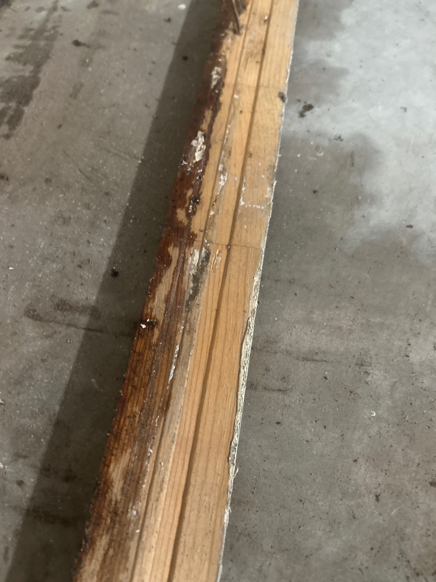 Sarasota Water Damage Repair by Ampm Restoration Services 