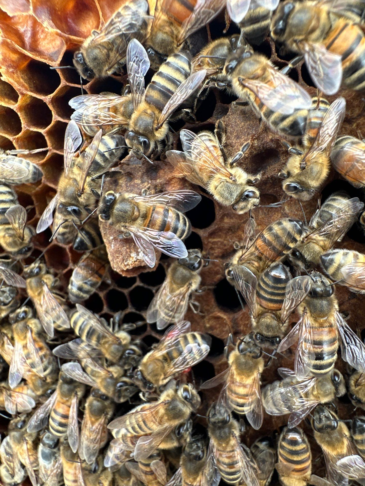 Ag. Exemption Client in Wylie by Rockwall Honey Bee Company