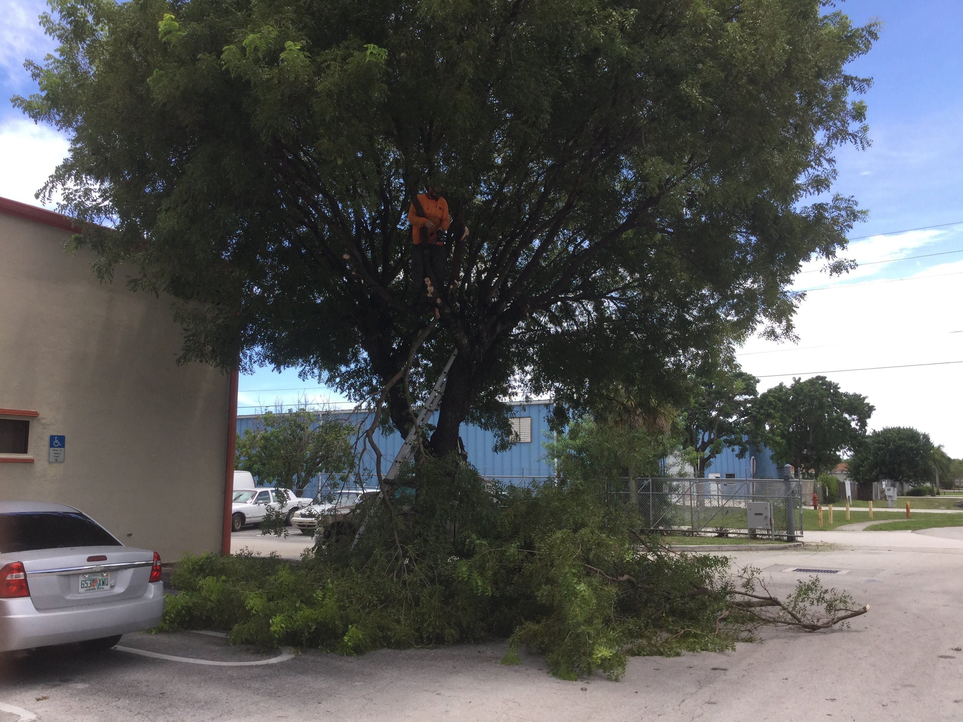 Commercial Tree Trimming & Debris Removal by
M.A.B. Landscaping & Property Maintenance