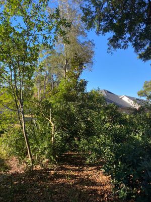 Deerwood Resident | Tree Removal
