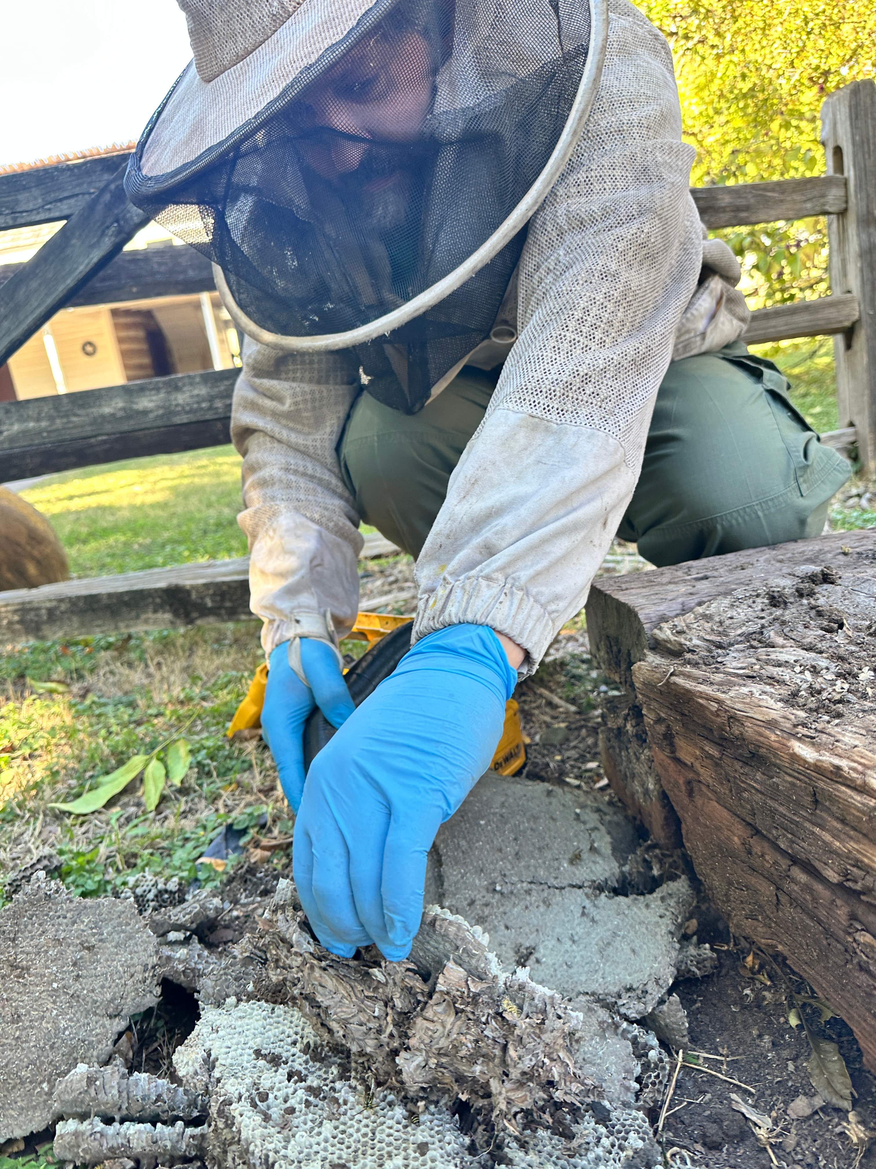 Yellowjackets at City Park by Rockwall Honey Bee Company