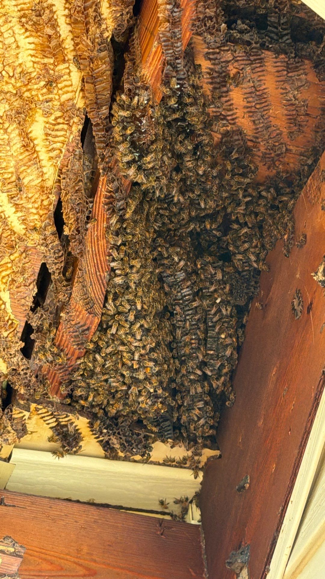 Abandoned House of Bees by Rockwall Honey Bee Company