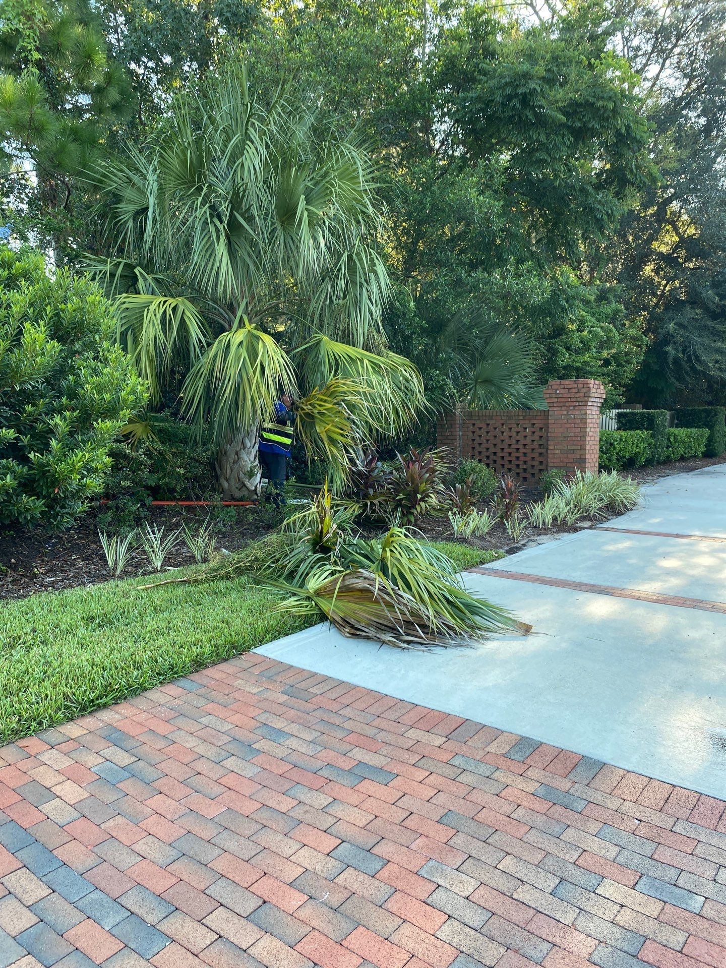 Deerwood Residence | Palm Tree Trimming by ProGreen Services