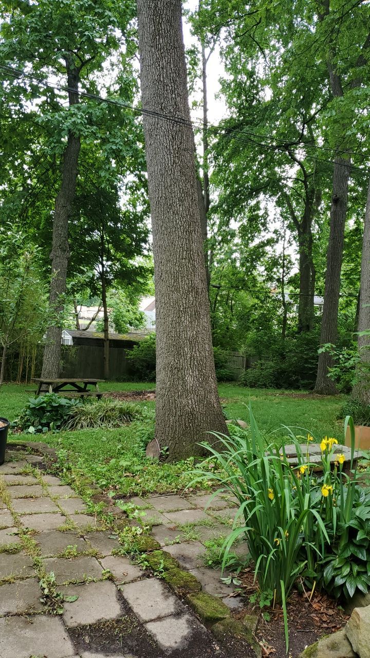 Tree Trimming using Tree Pruing by Mike Jones & Sons Tree Service LLC 