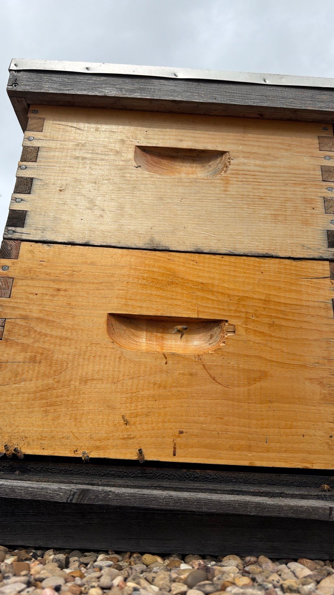 Commercial Rooftop Colony by Rockwall Honey Bee Company