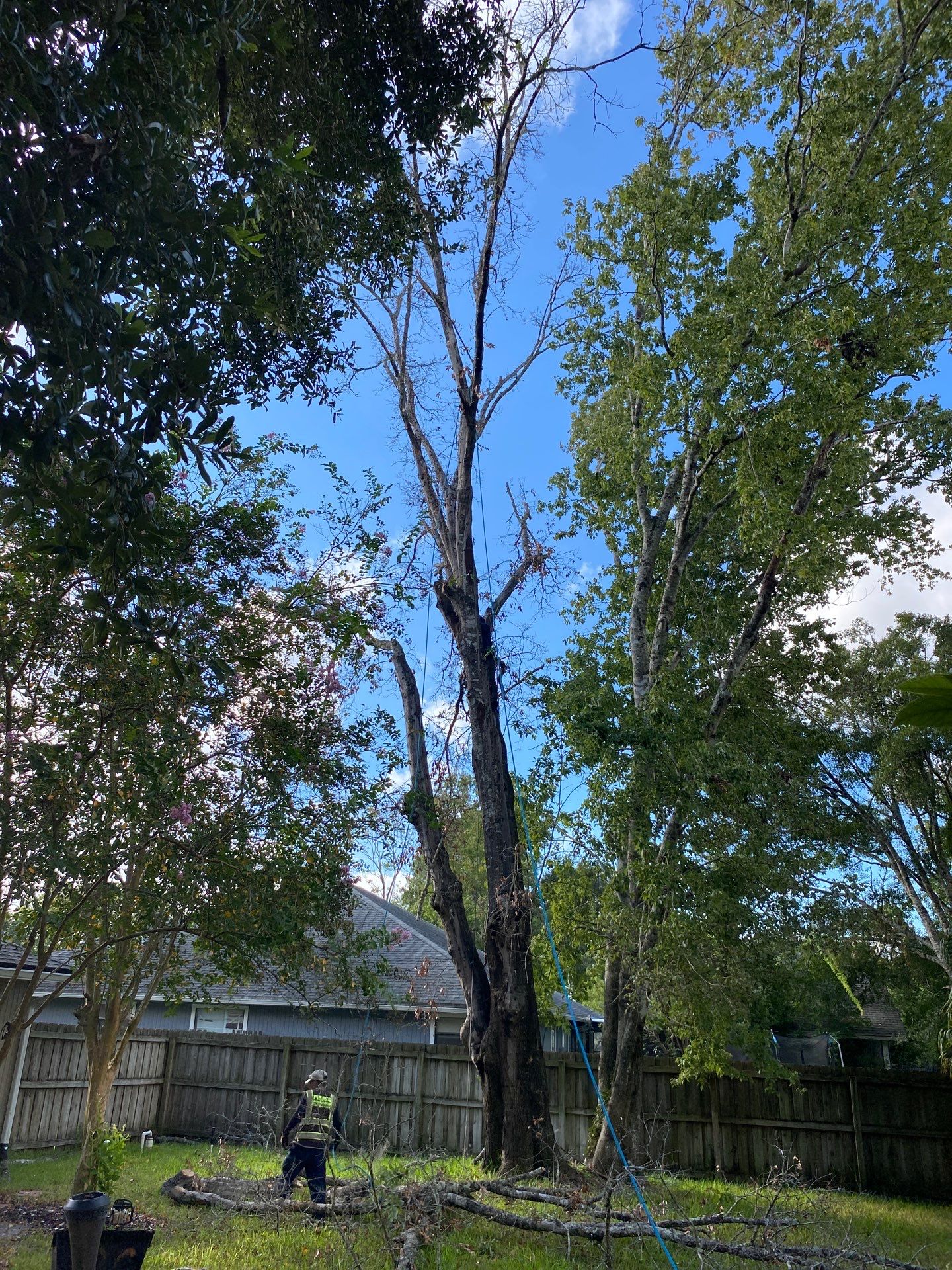 Tree Removal | Residential by ProGreen Services