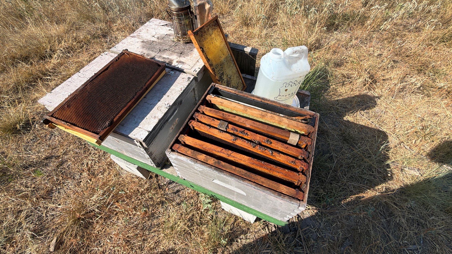 White Rock Tree by Rockwall Honey Bee Company