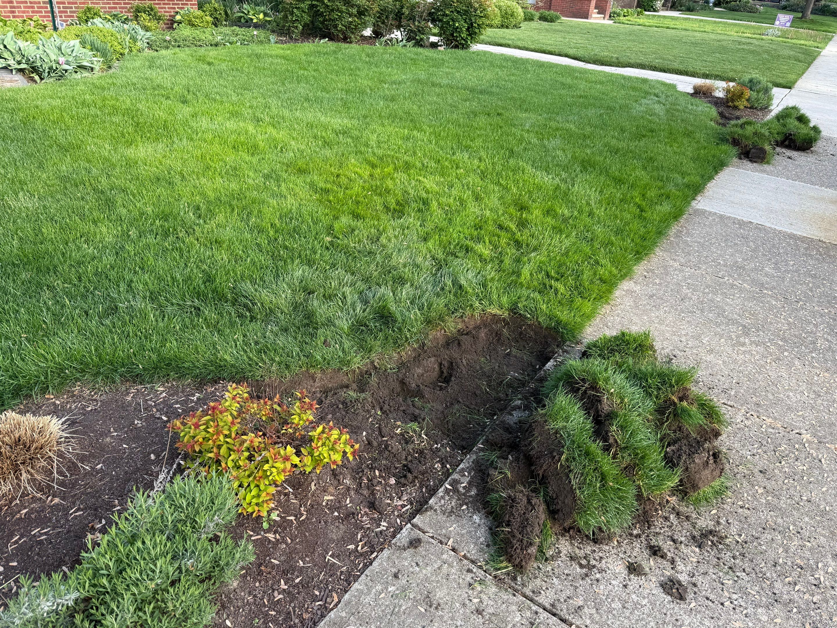 Elm Rose Home Project by Elm Rose Gardens