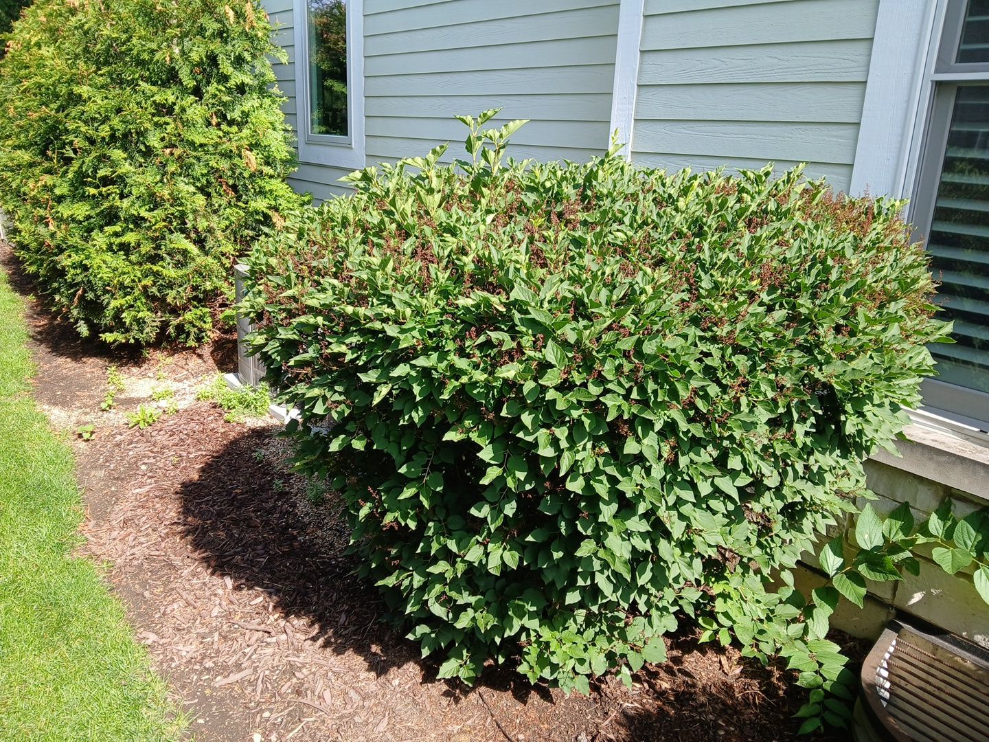 Lisa C. - Arlington Heights, IL by A&N