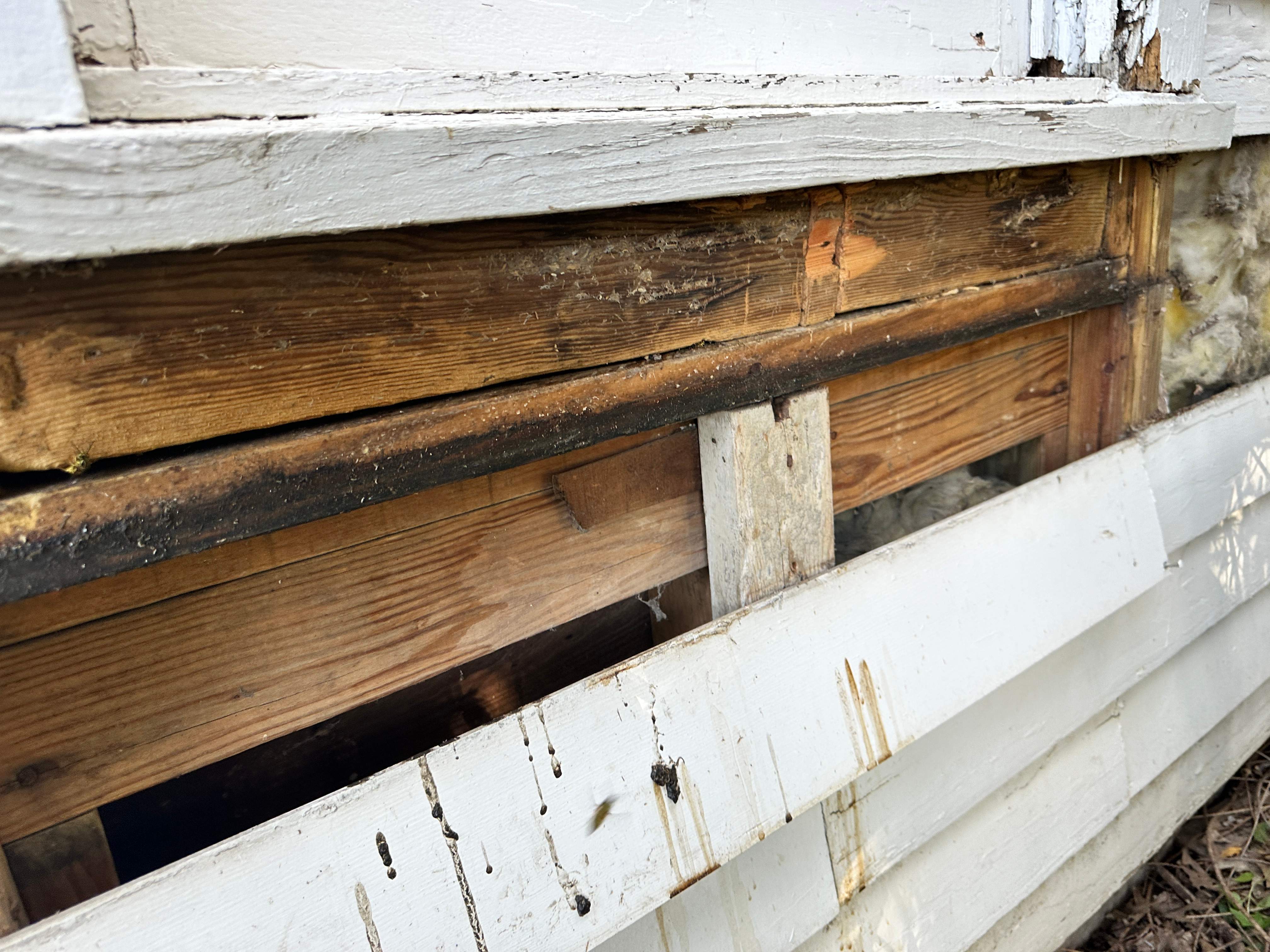 Yellowjackets at City Park by Rockwall Honey Bee Company