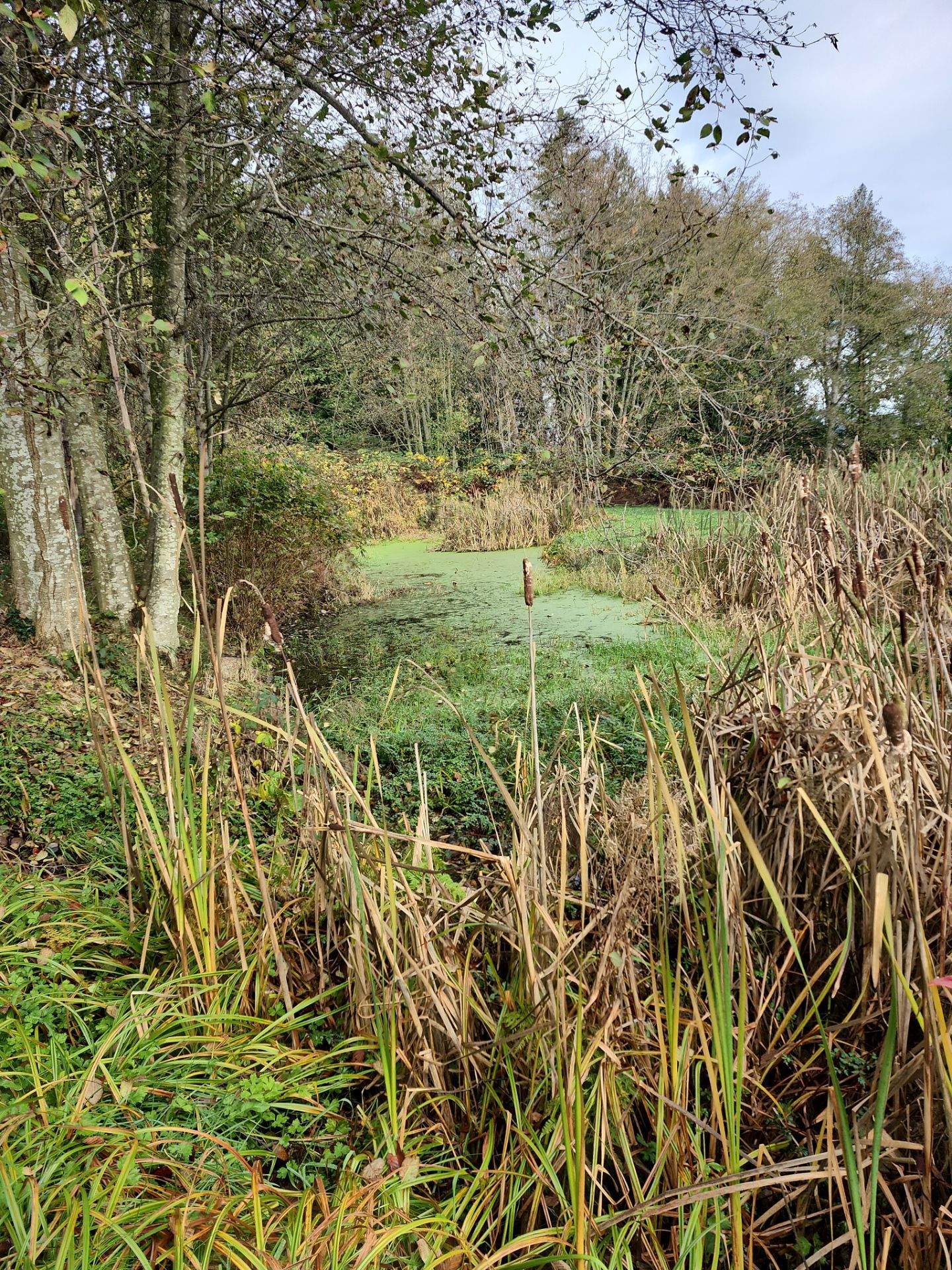 Island View - Ecological Restoration & Stewardship by Habanero Landscape Solutions