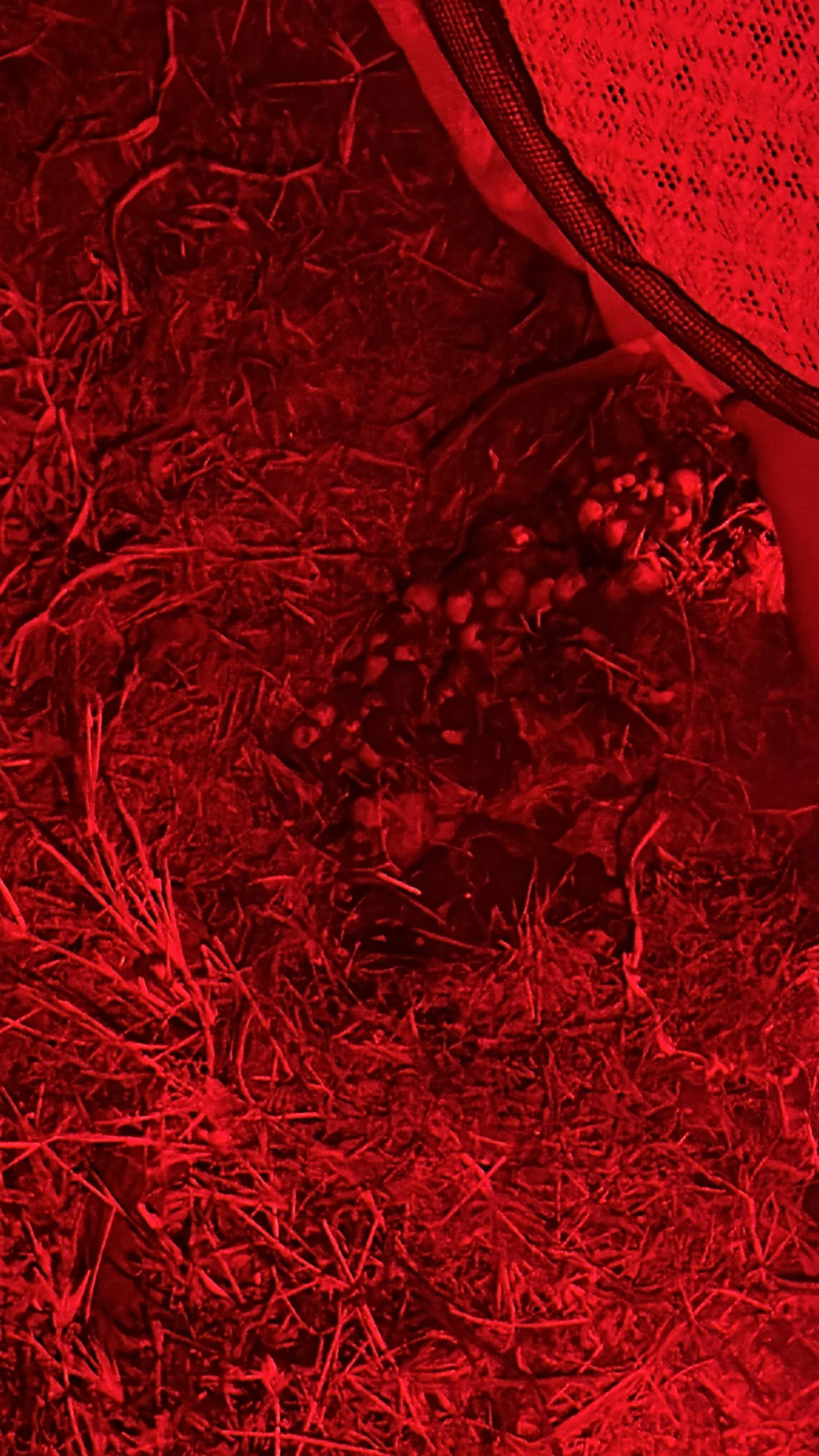 Bumblebees! by Rockwall Honey Bee Company