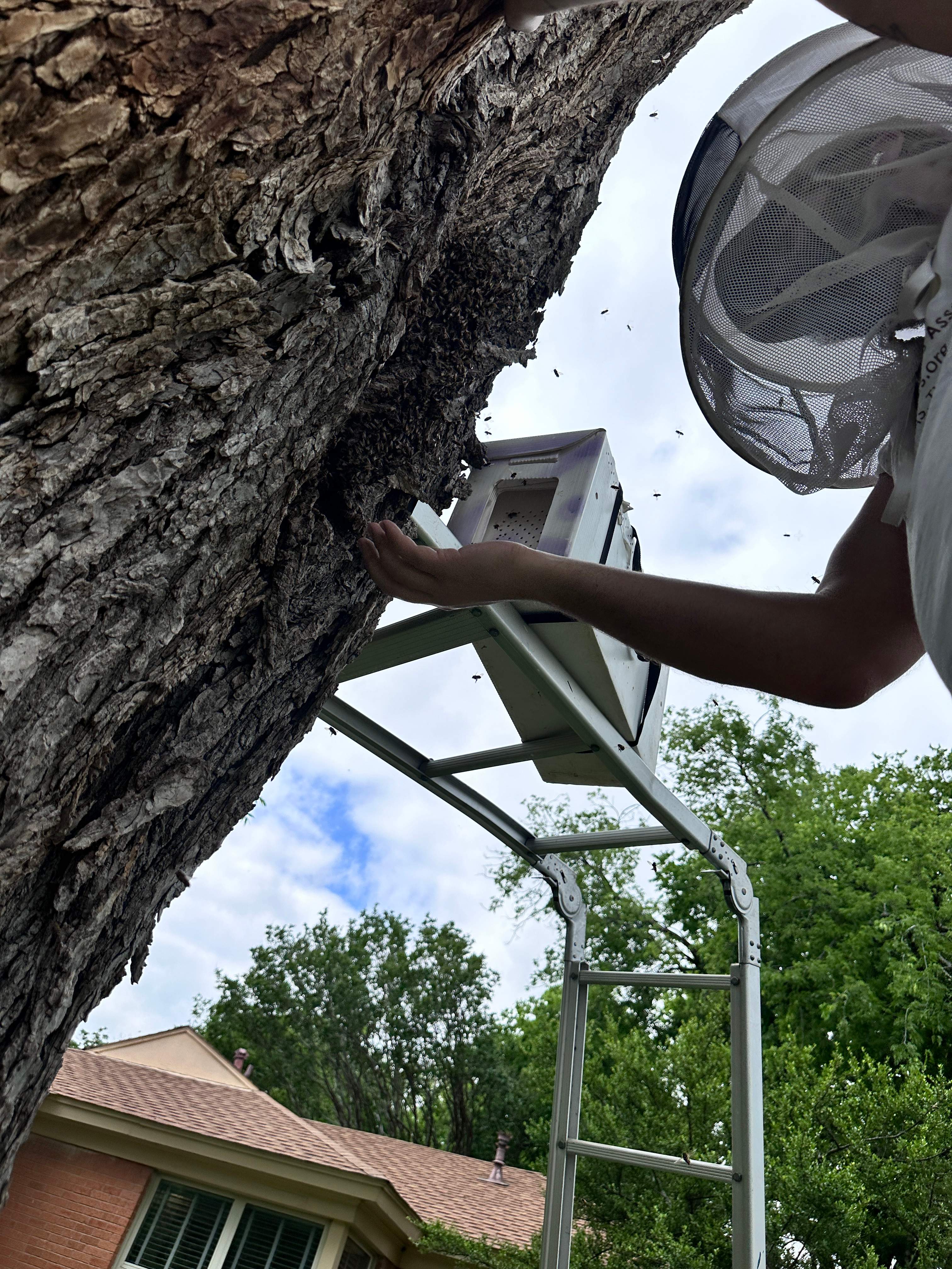 Tree Bees by Rockwall Honey Bee Company