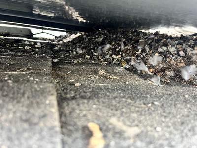 Failed Bird Proofing Installations