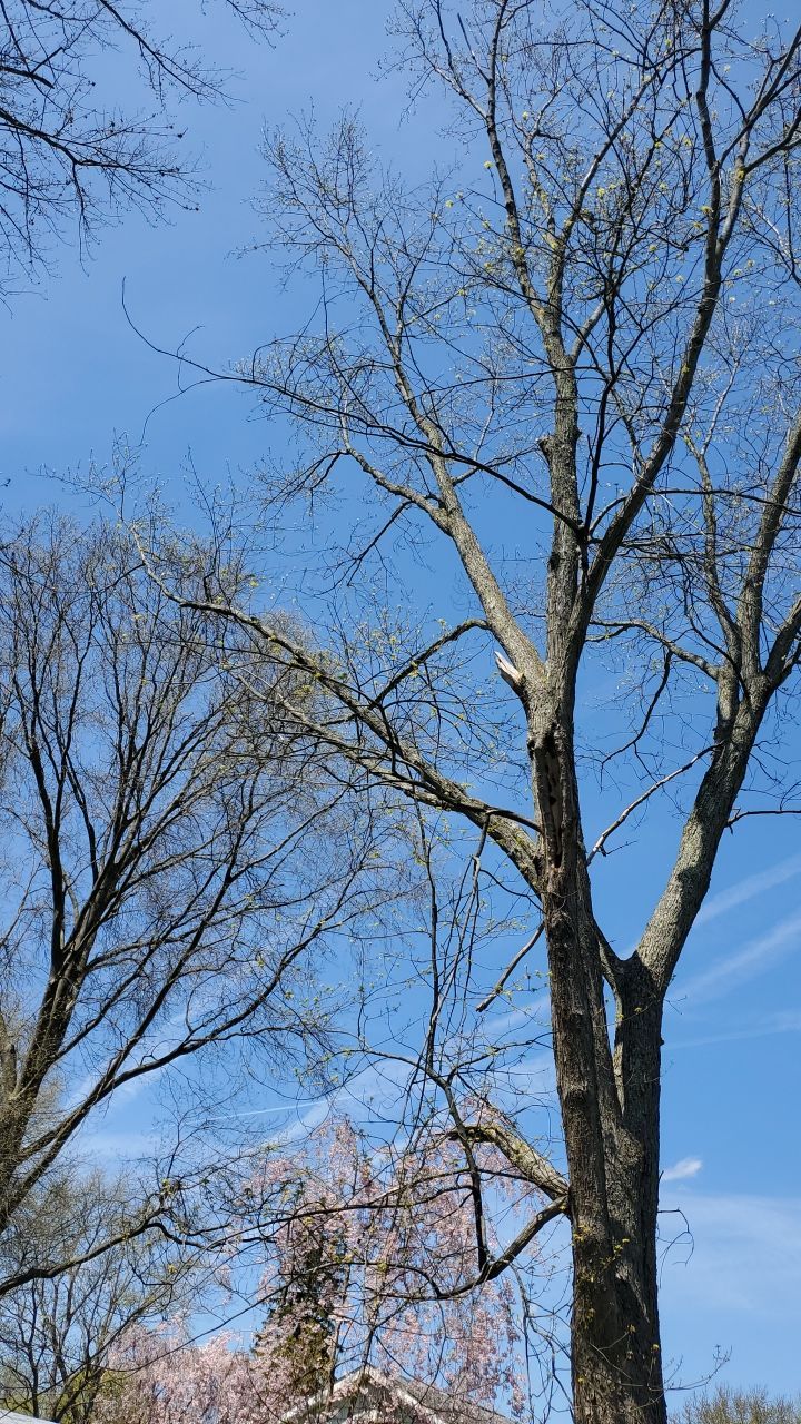 Tree Removal using Tree Removal by Mike Jones & Sons Tree Service LLC 