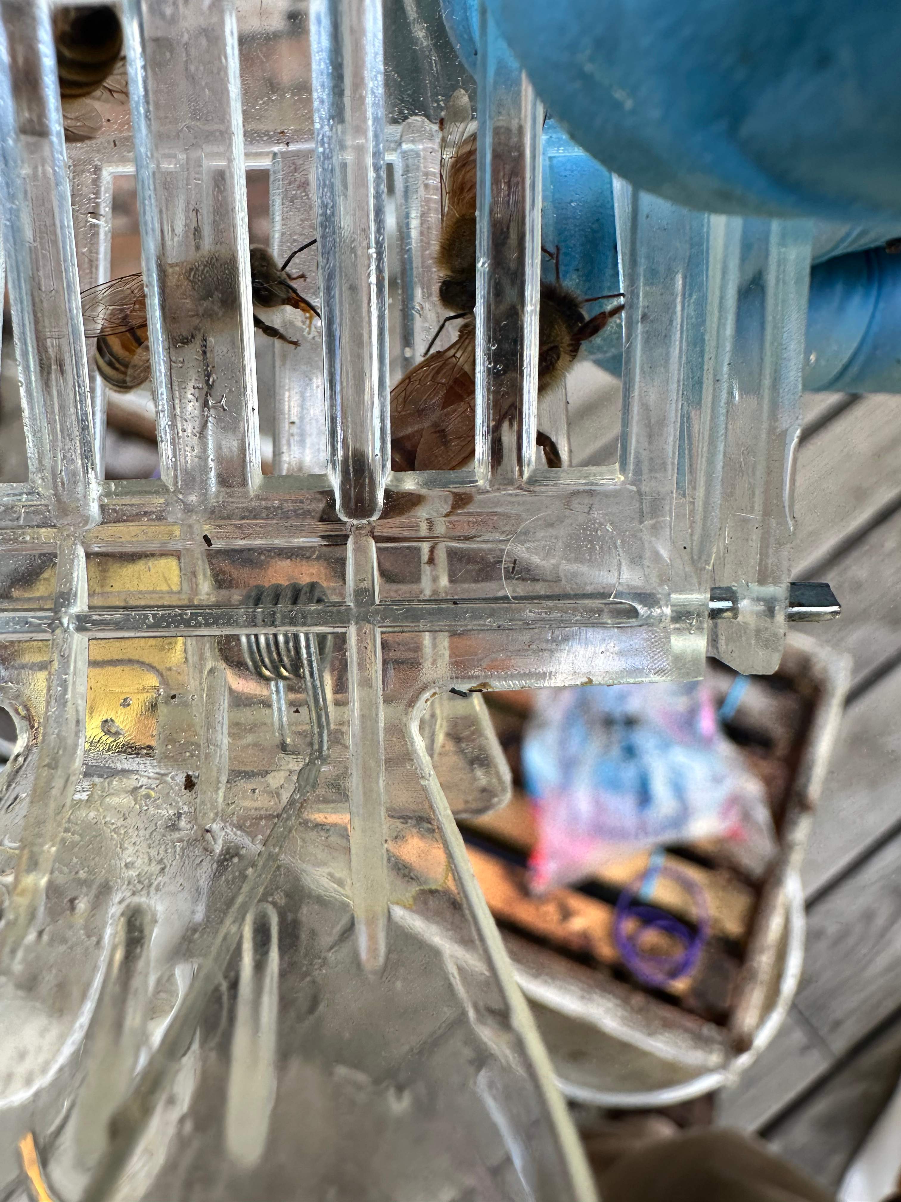 Caged Queen by Rockwall Honey Bee Company