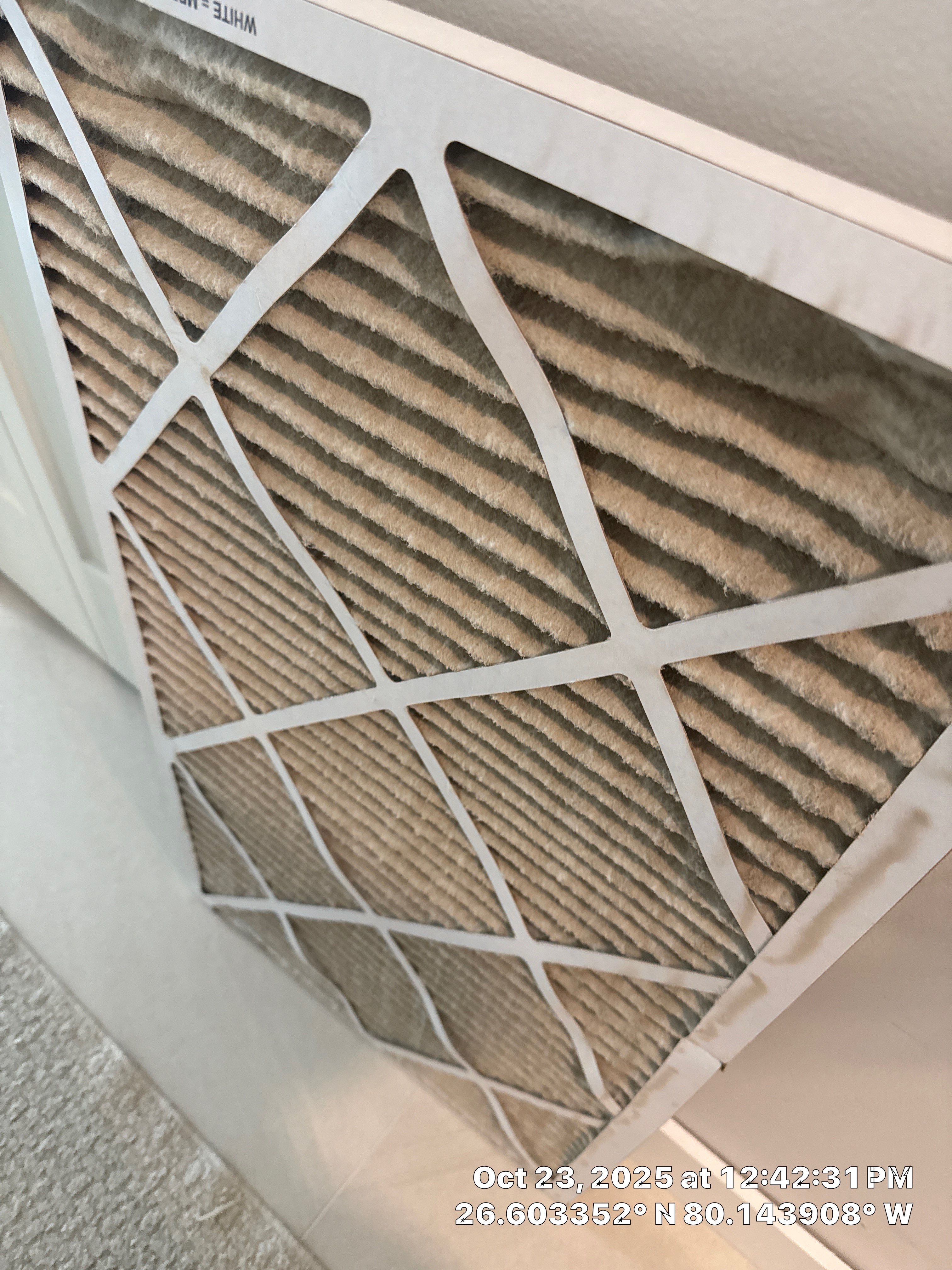 Mold by SuperClean 