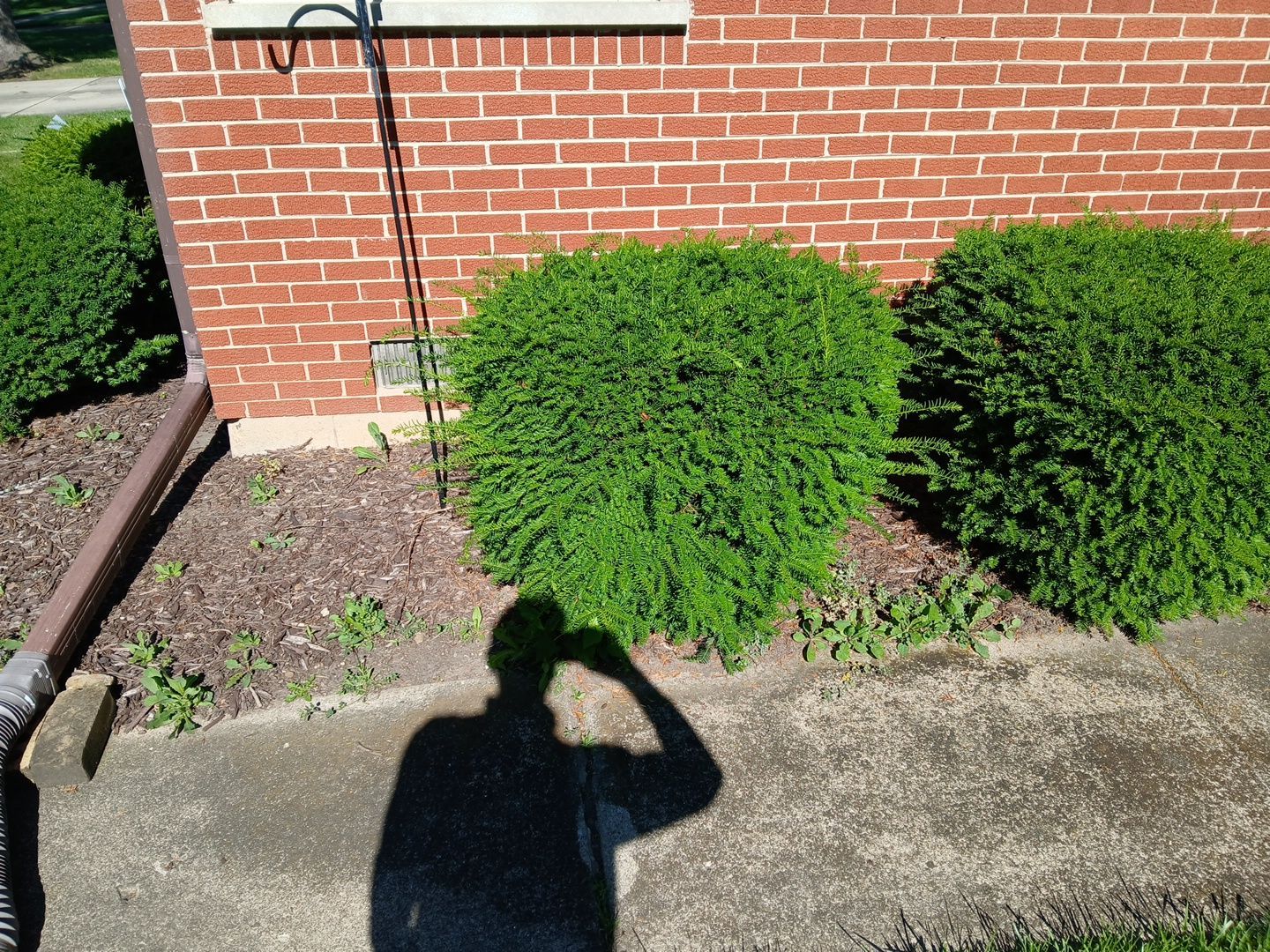 Martha C. - Mount Prospect, IL by A&N 