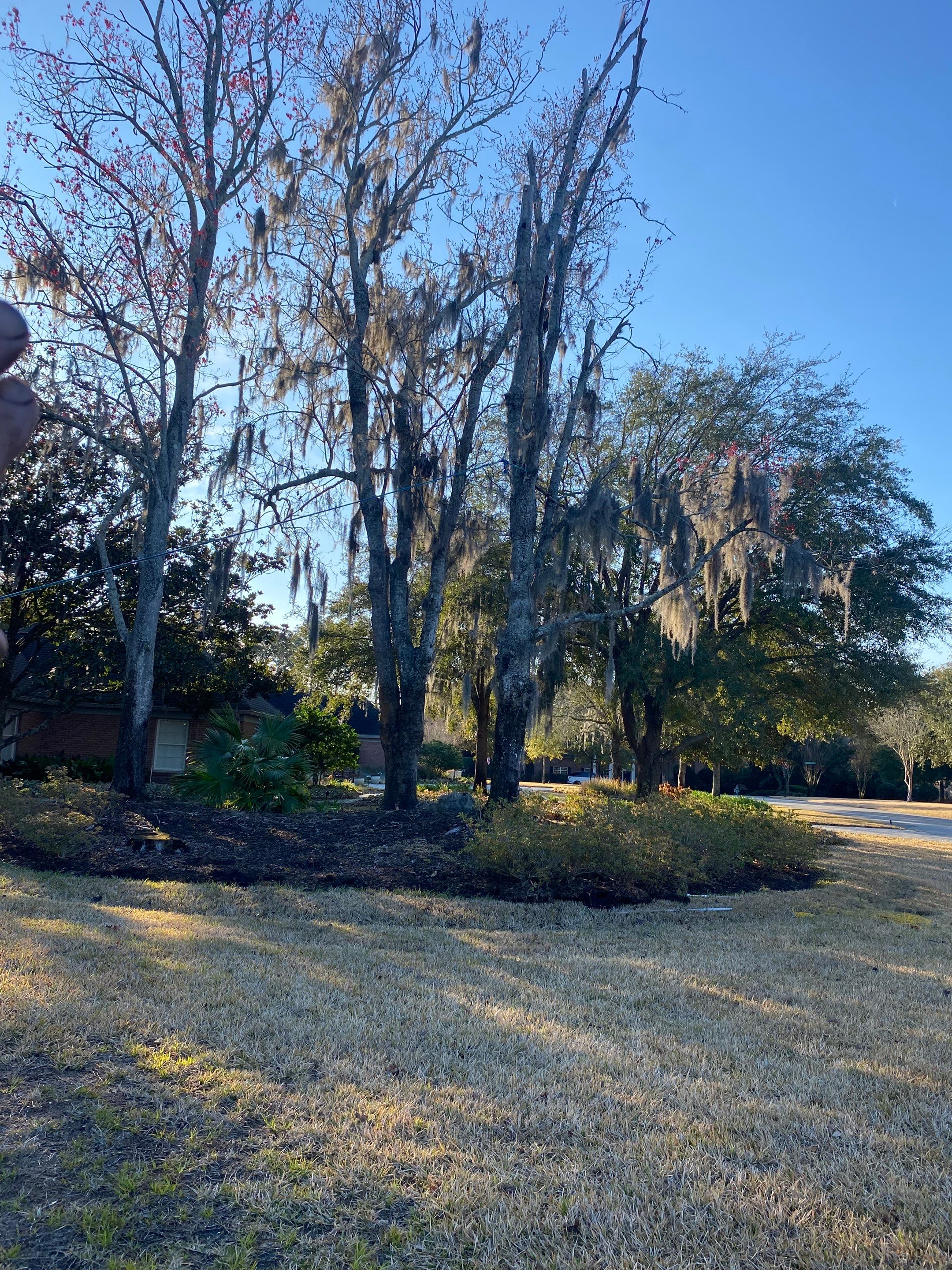 Deerwood Resident | Tree Removal & Mulch Install by ProGreen Services