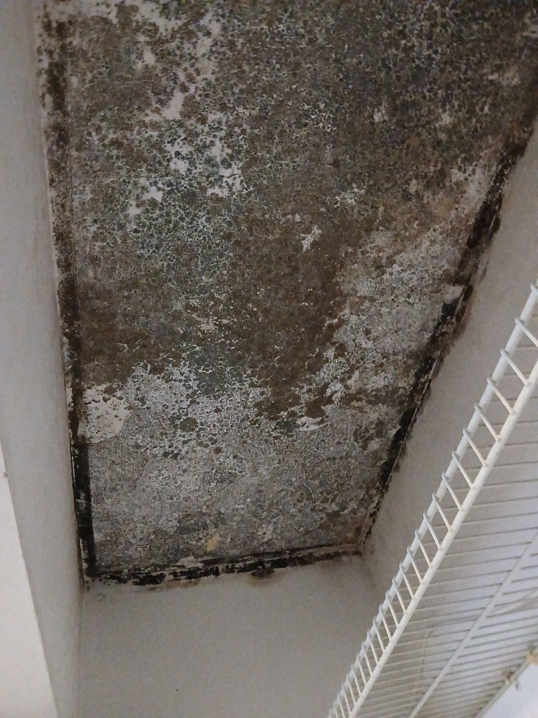 Mold Remediation and Moisture Detection Services in West Palm Beach by SuperClean
