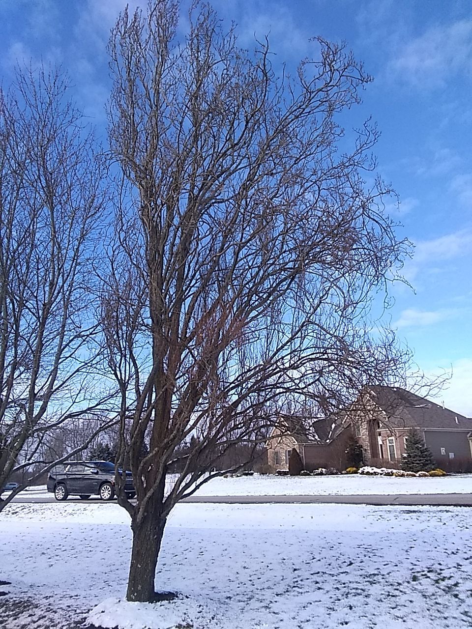 Tree Trimming using Tree Pruing by Mike Jones & Sons Tree Service LLC 