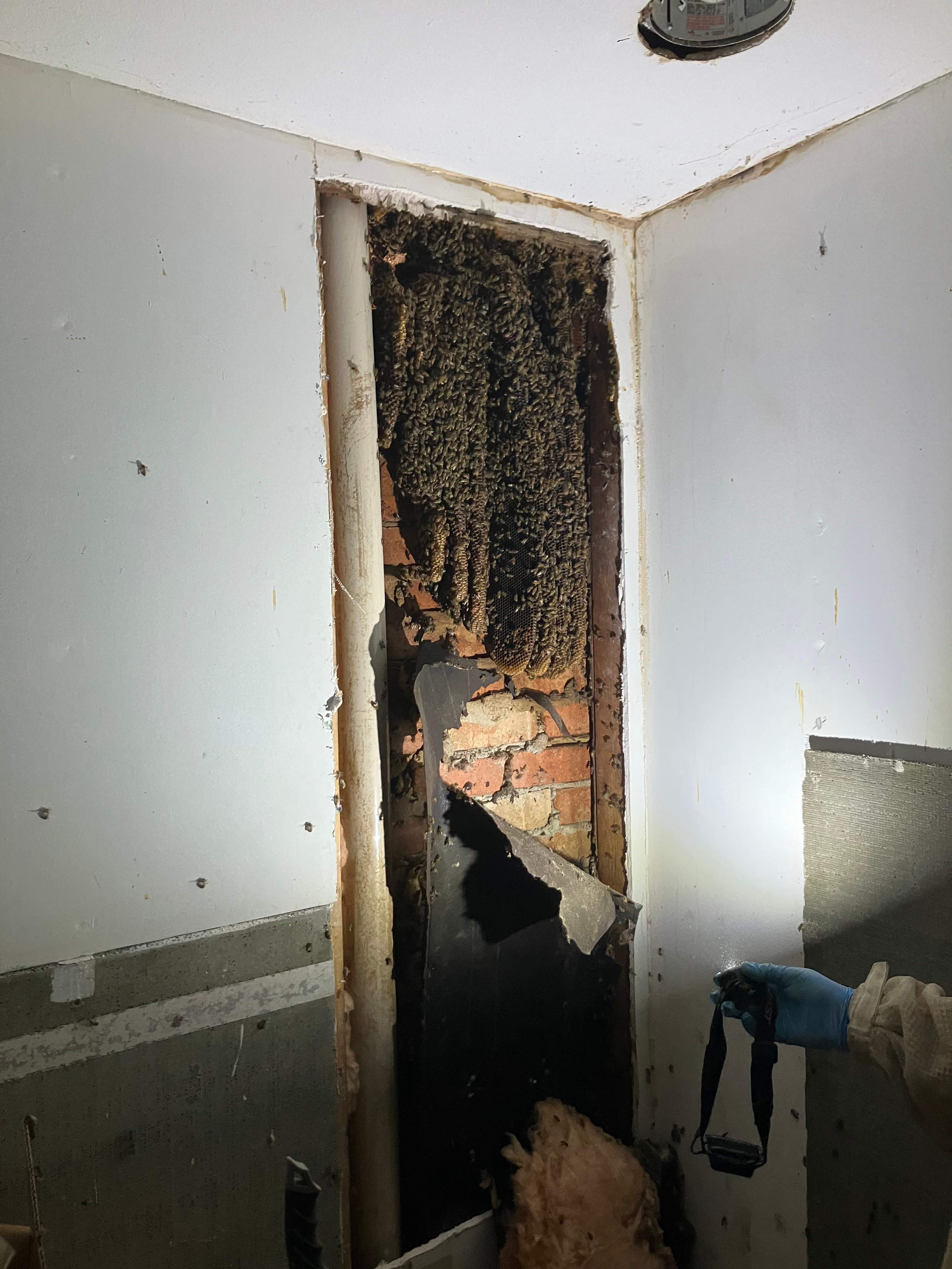 Improper Repair by Rockwall Honey Bee Company