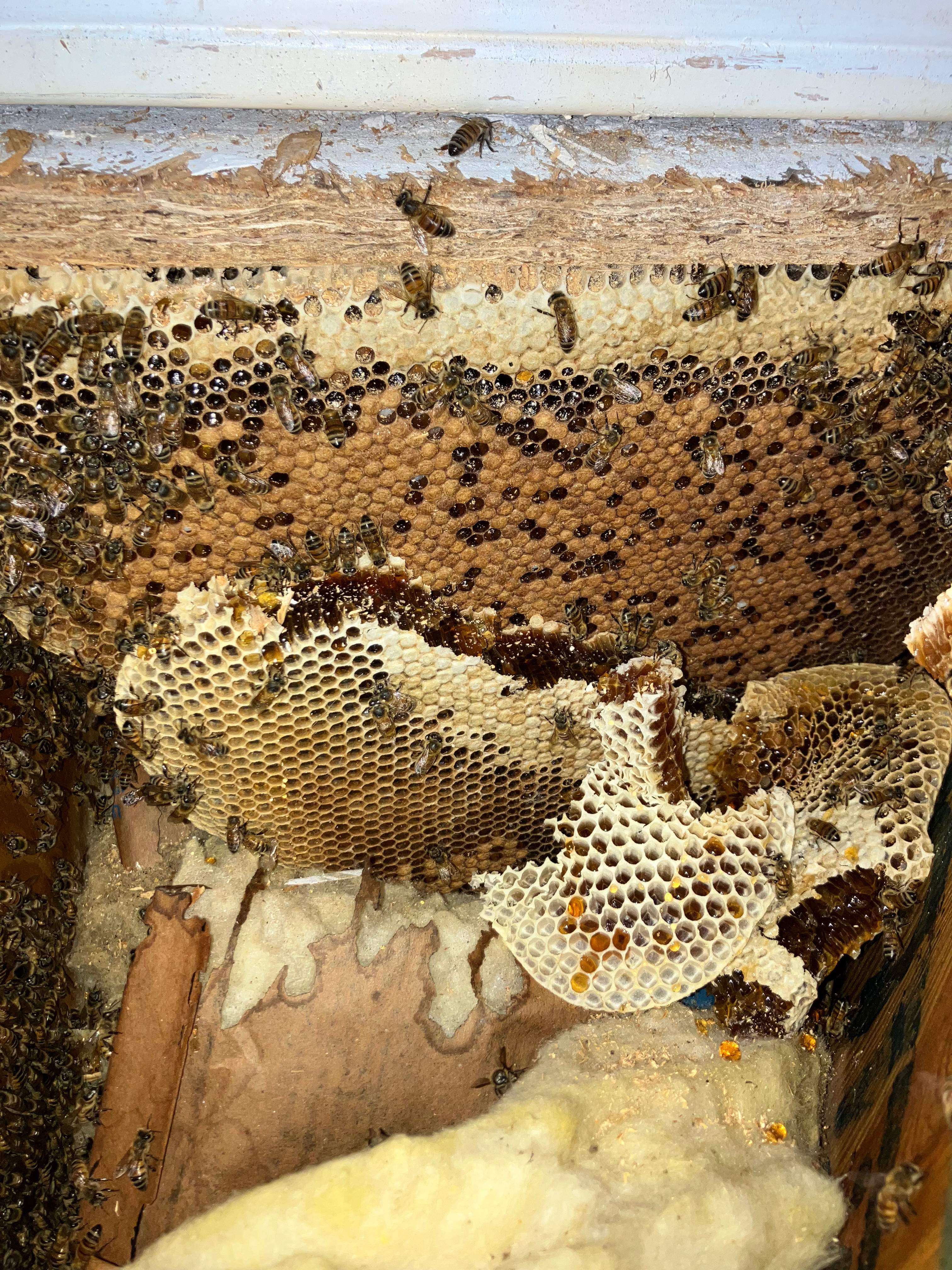 Beekeepers-to-be by Rockwall Honey Bee Company