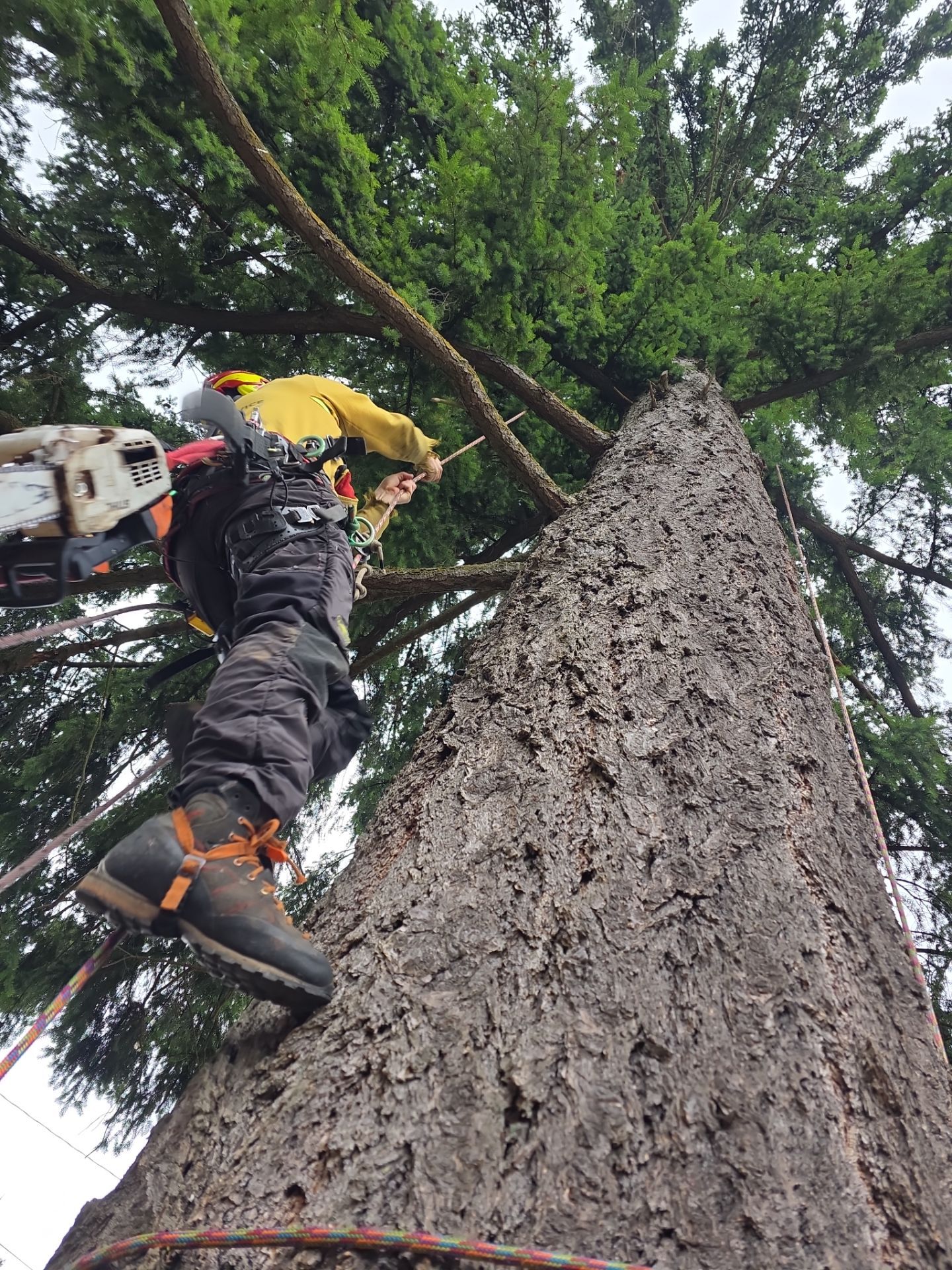 Tree Trimming by Sound Tree Care LLC