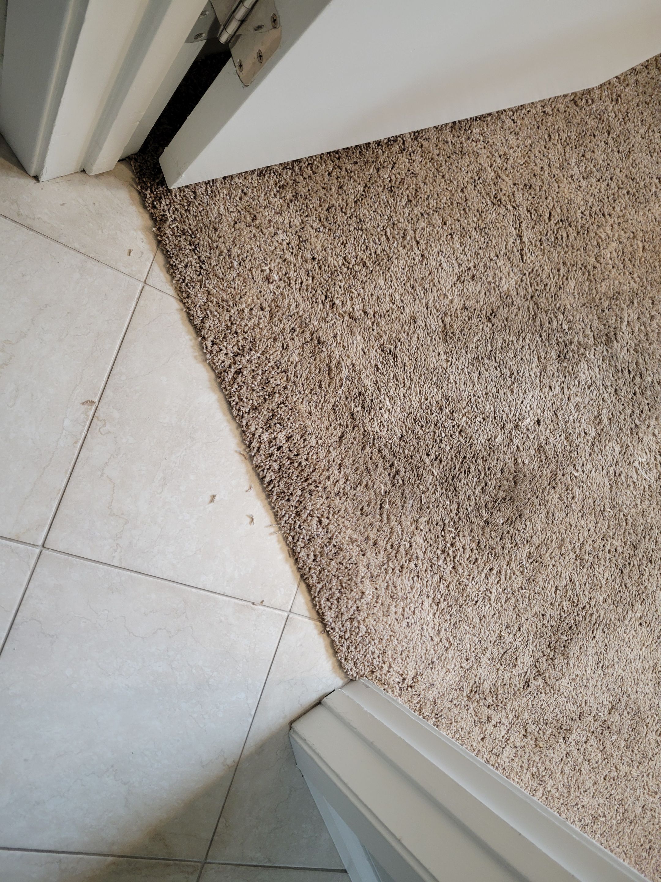 Carpet Repair of Cat Damage in College/Glen by Ardent Carpet Restore LLC