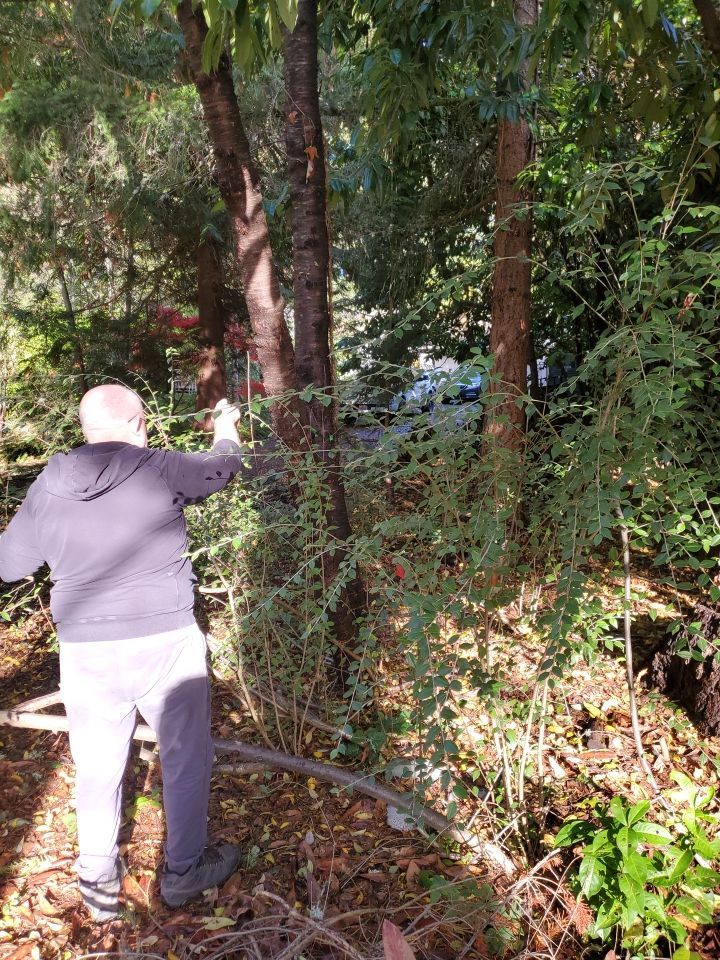 Tree Removal using Tree Removal by Mike Jones & Sons Tree Service LLC 