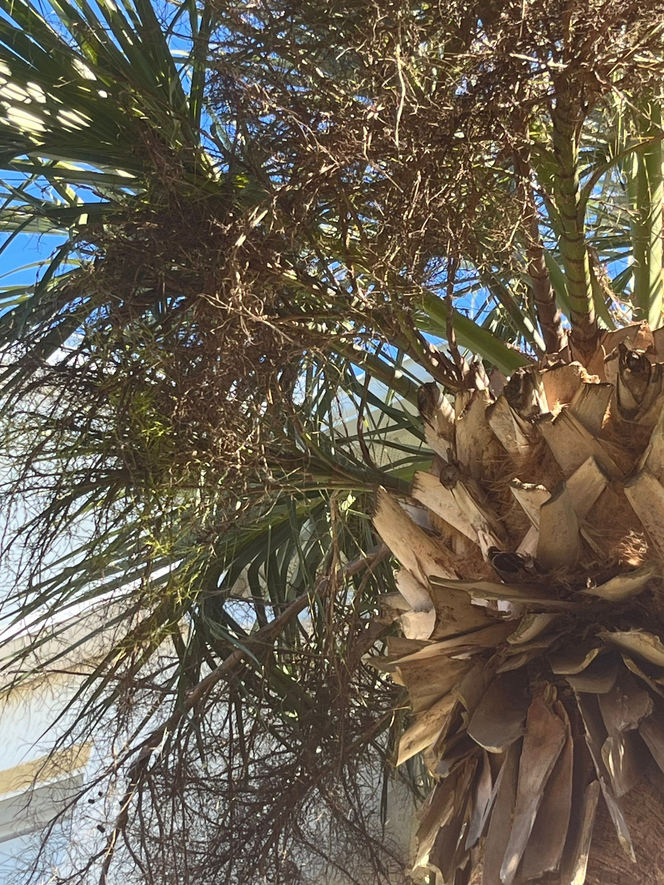 Gutter Cleaning Service in Fort Myers FL by Gutter Professors