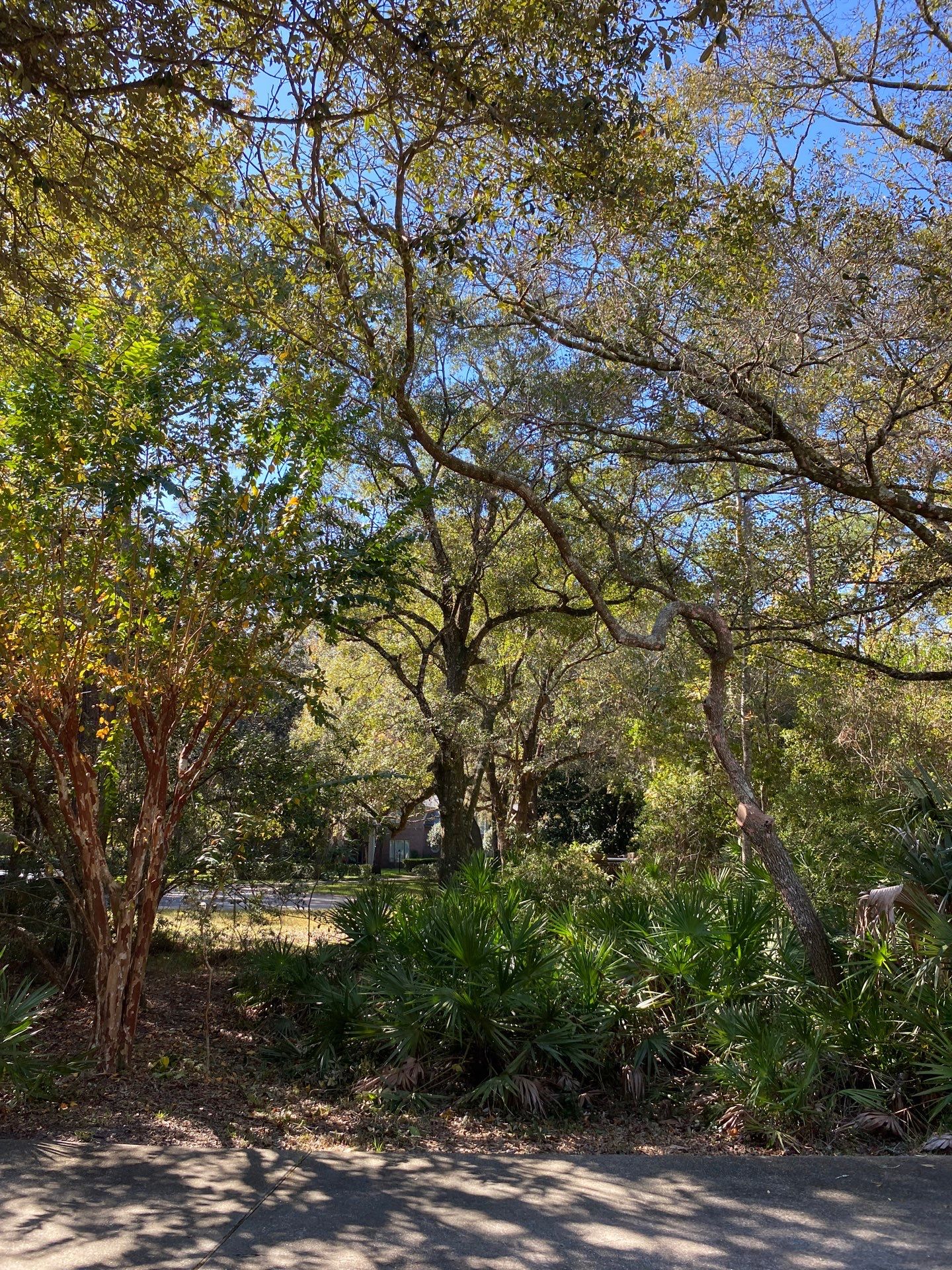 Deerwood Residence | Tree Work by ProGreen Services