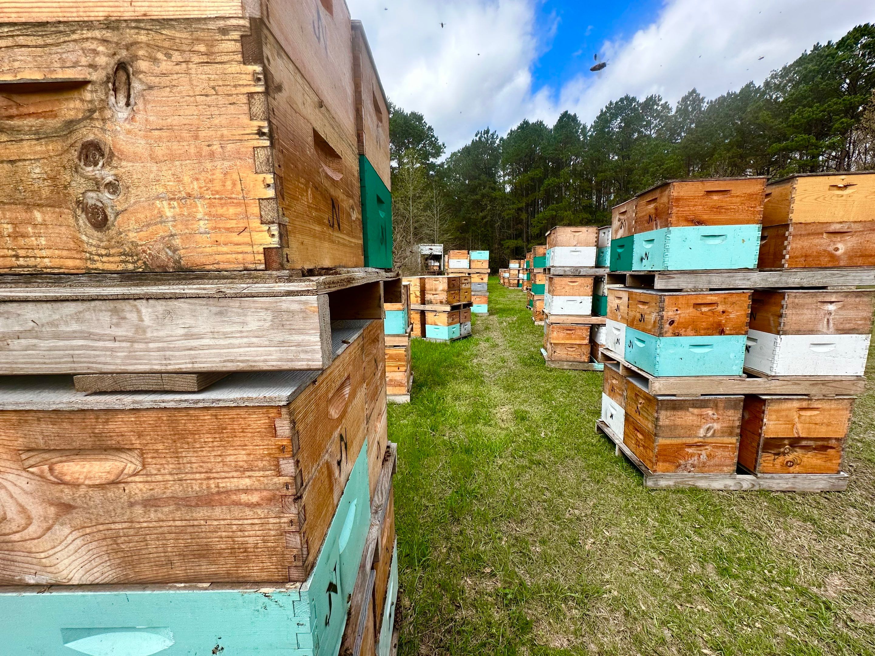 BeeGirl ETX HQ by Rockwall Honey Bee Company