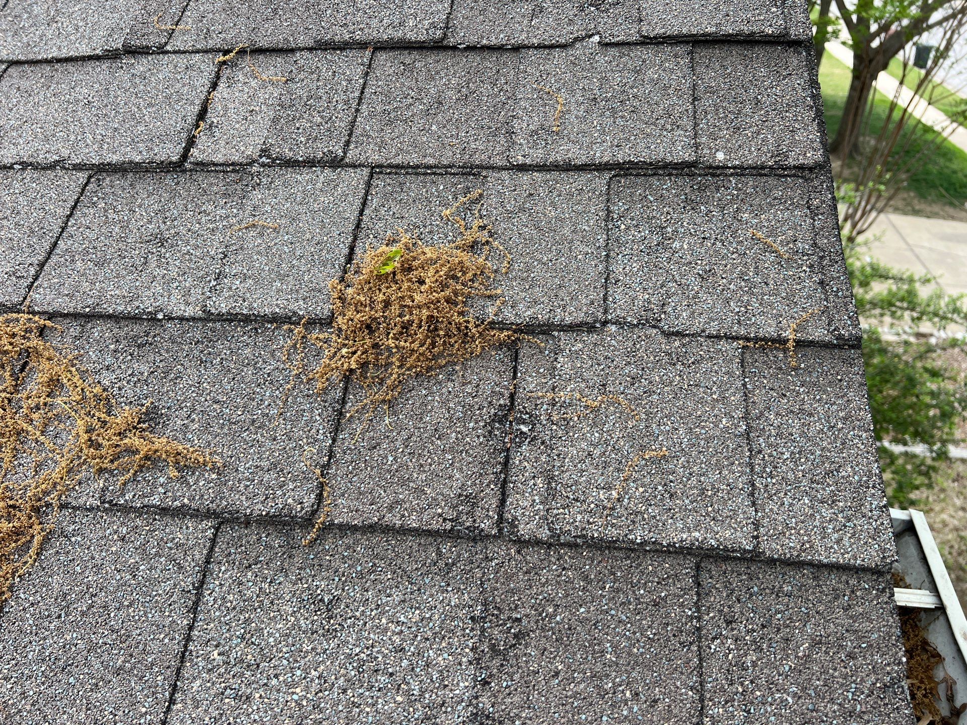 Residential Roofing Installation using Iko Dynasty Biscayne Bay Color by Becker Roofing and Exteriors