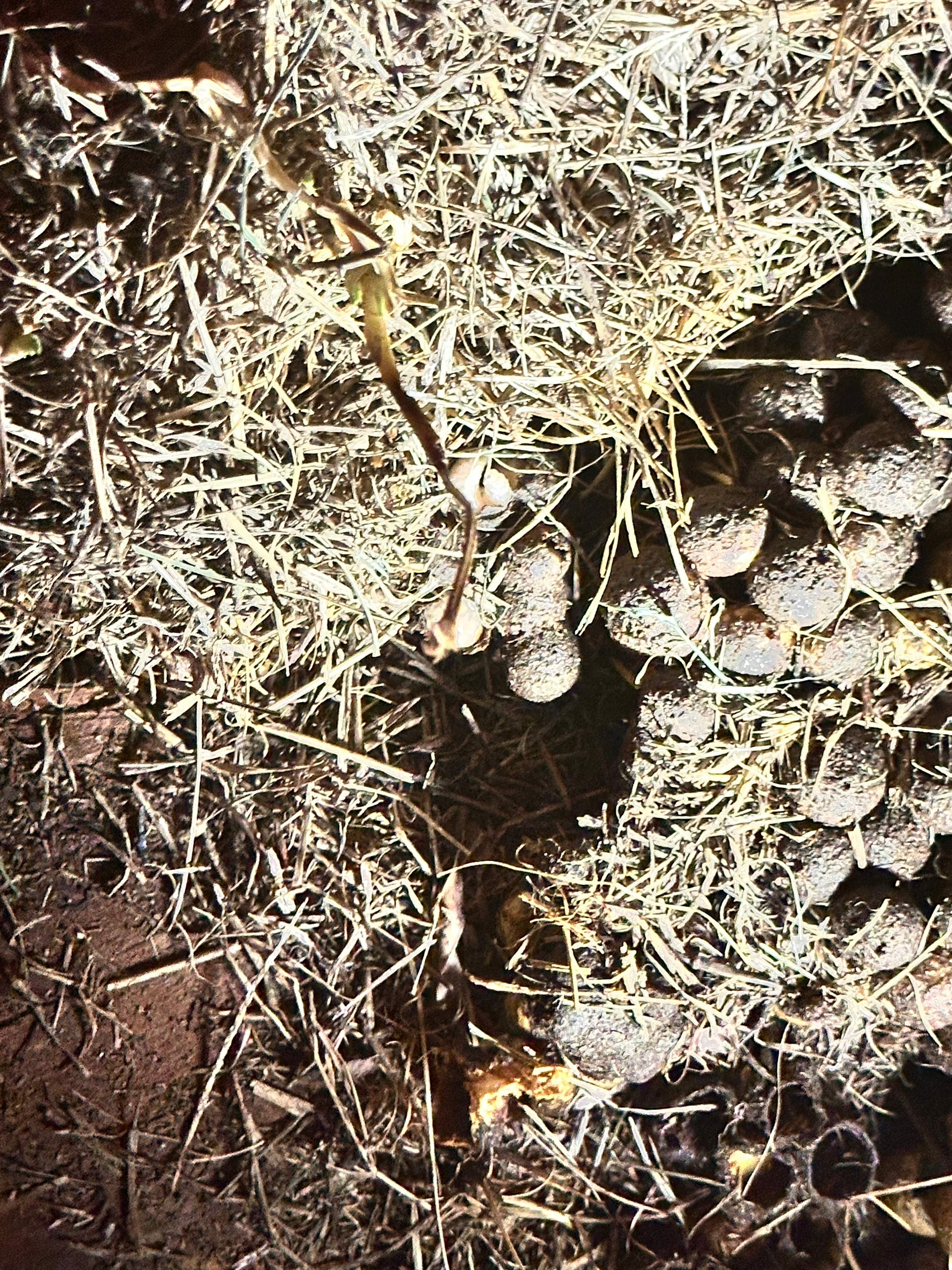 Bumblebees! by Rockwall Honey Bee Company