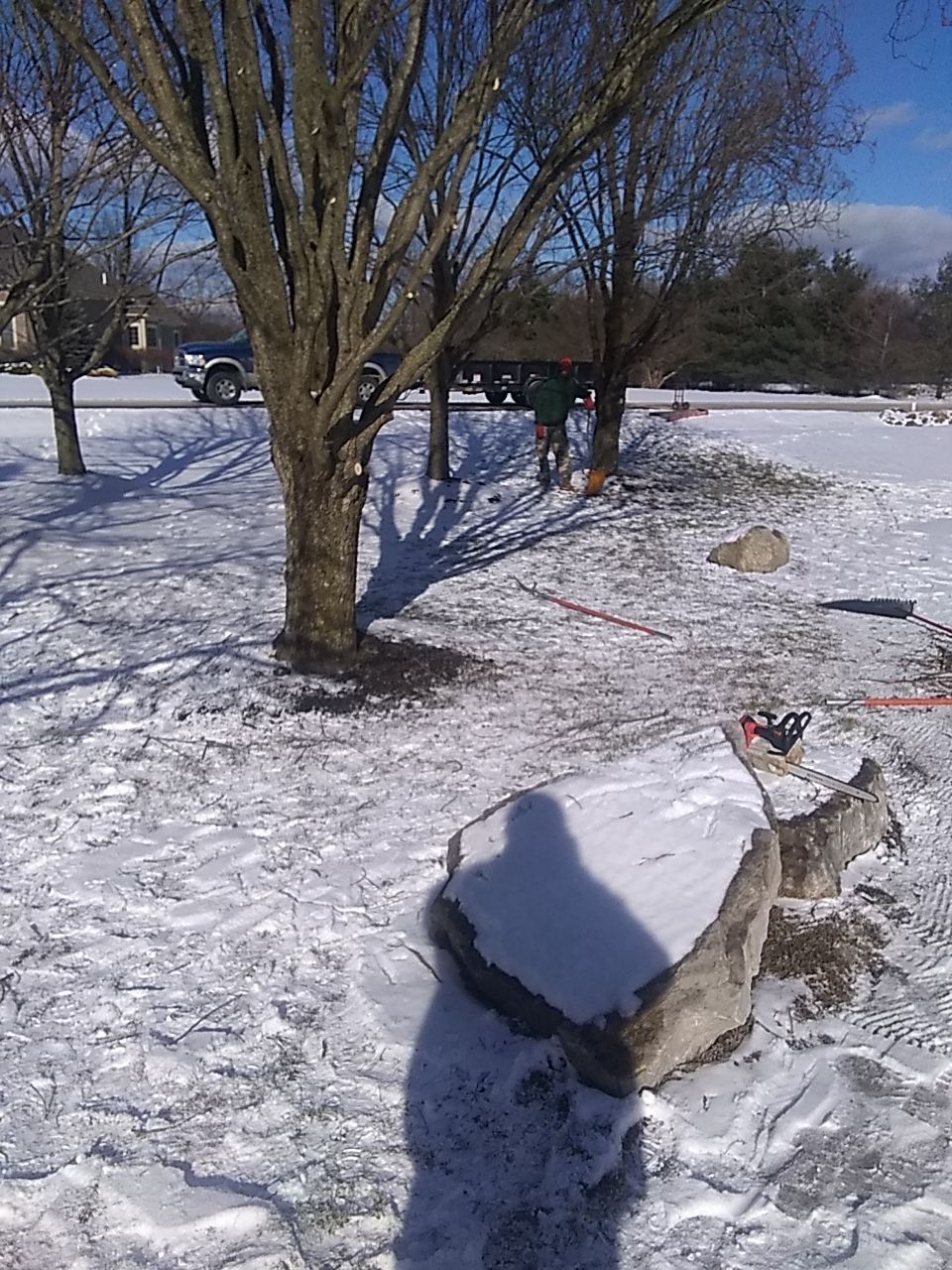 Tree Trimming using Tree Pruing by Mike Jones & Sons Tree Service LLC 