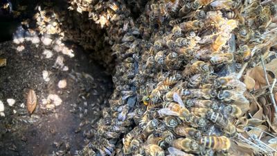 Bees in a box (in the ground)