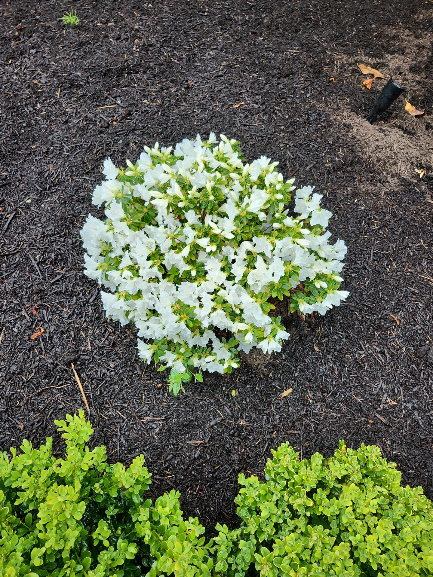 Garden Care - Central Saanich by Habanero Garden and Exterior Care