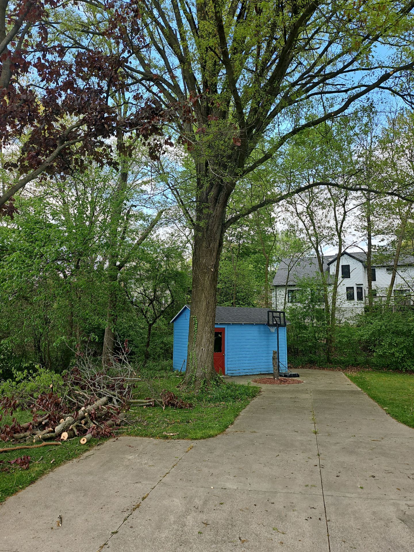 Tree Trimming using Tree Pruing by Mike Jones & Sons Tree Service LLC 