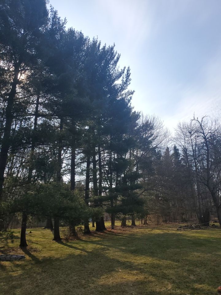 Tree Removal using Tree Removal by Mike Jones & Sons Tree Service LLC 