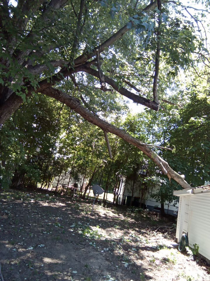 Storm Damaged Tree Removal  using Tree Removal by Mike Jones & Sons Tree Service LLC 