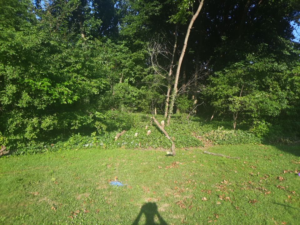 Tree Removal using Tree Removal by Mike Jones & Sons Tree Service LLC 