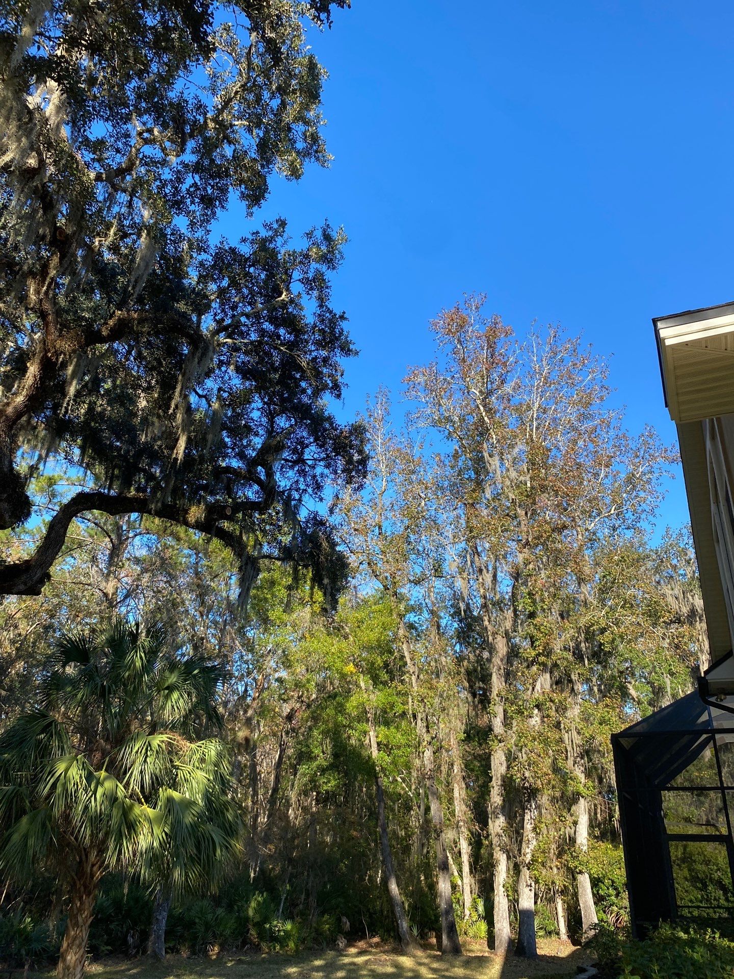 Residential | Tree Service by ProGreen Services
