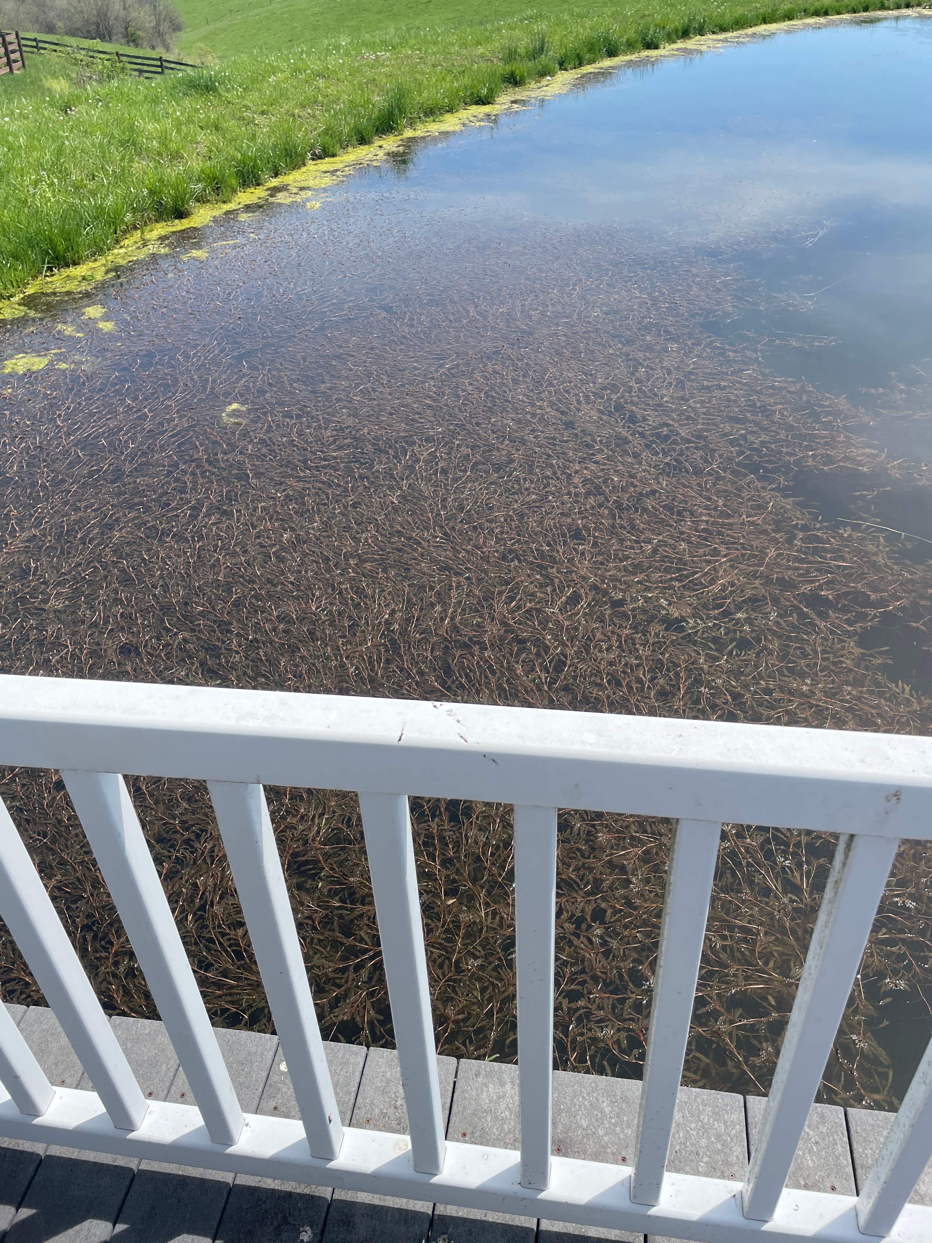 Maas Project by  Bellus Aquatic Solutions