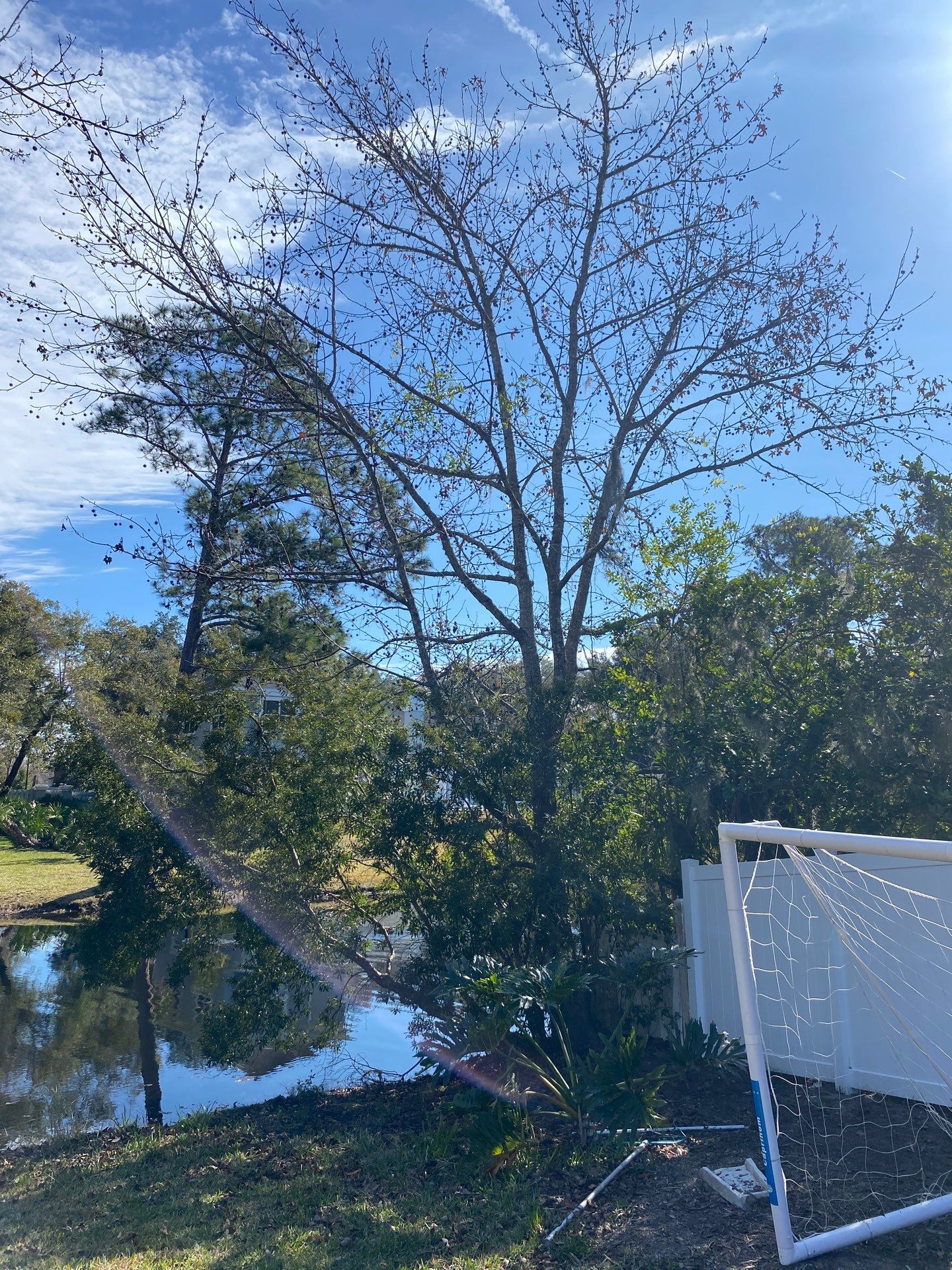 Deerwood Resident | Tree Removal by ProGreen Services