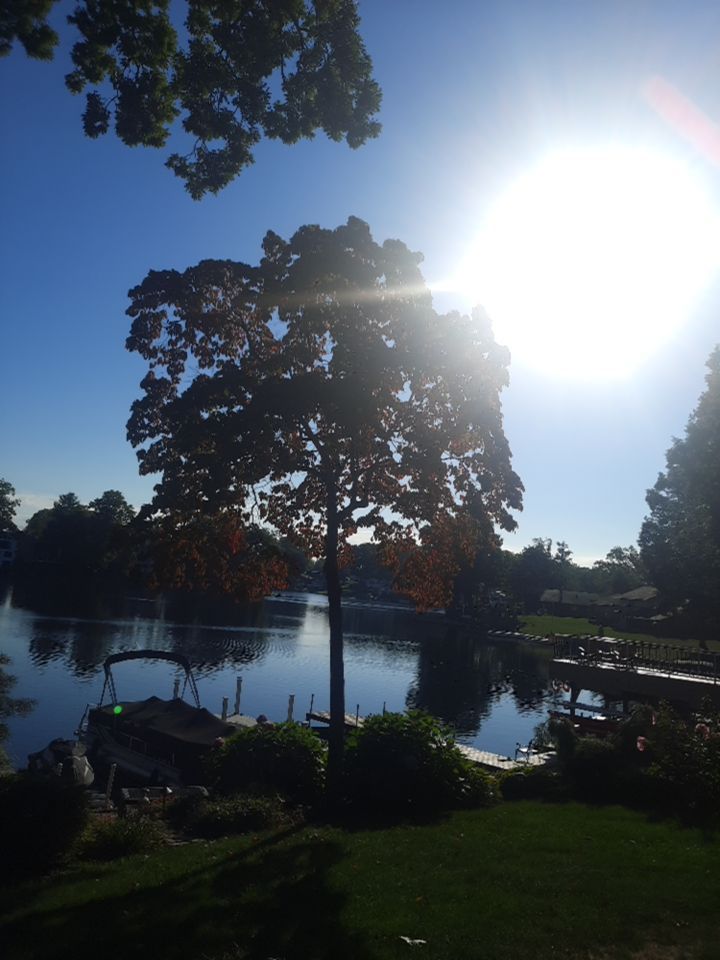 Tree Trimming using Tree Pruing by Mike Jones & Sons Tree Service LLC 