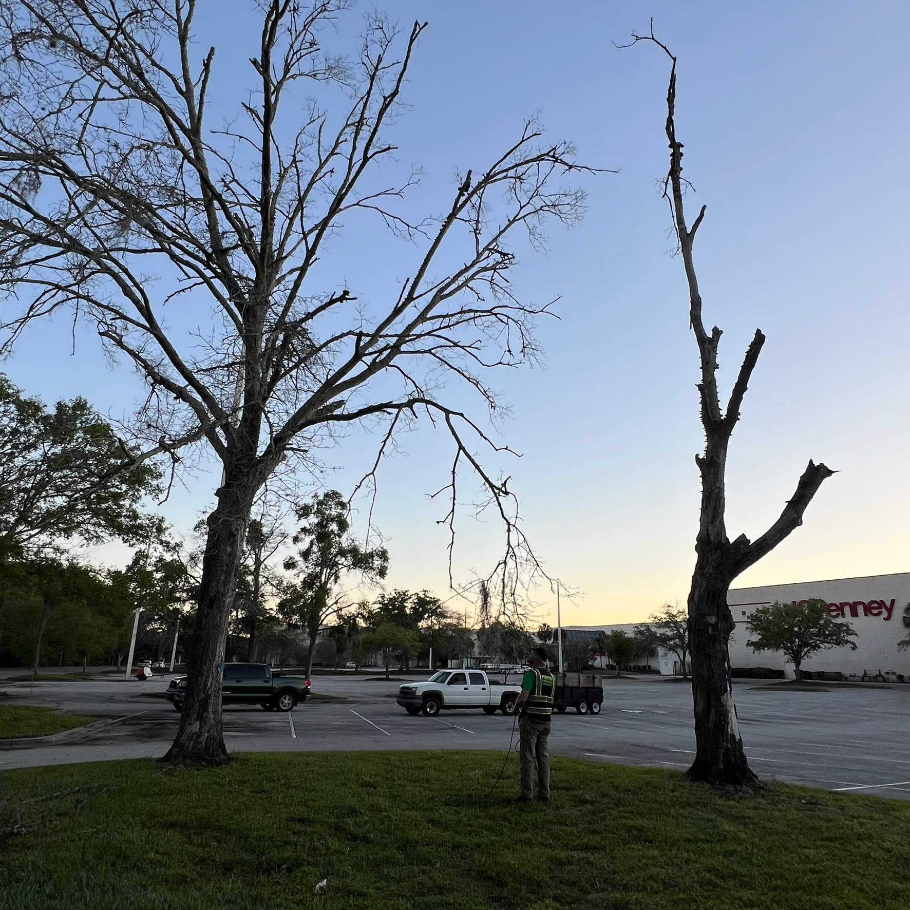 Tree Work | The Avenues Mall by ProGreen Services
